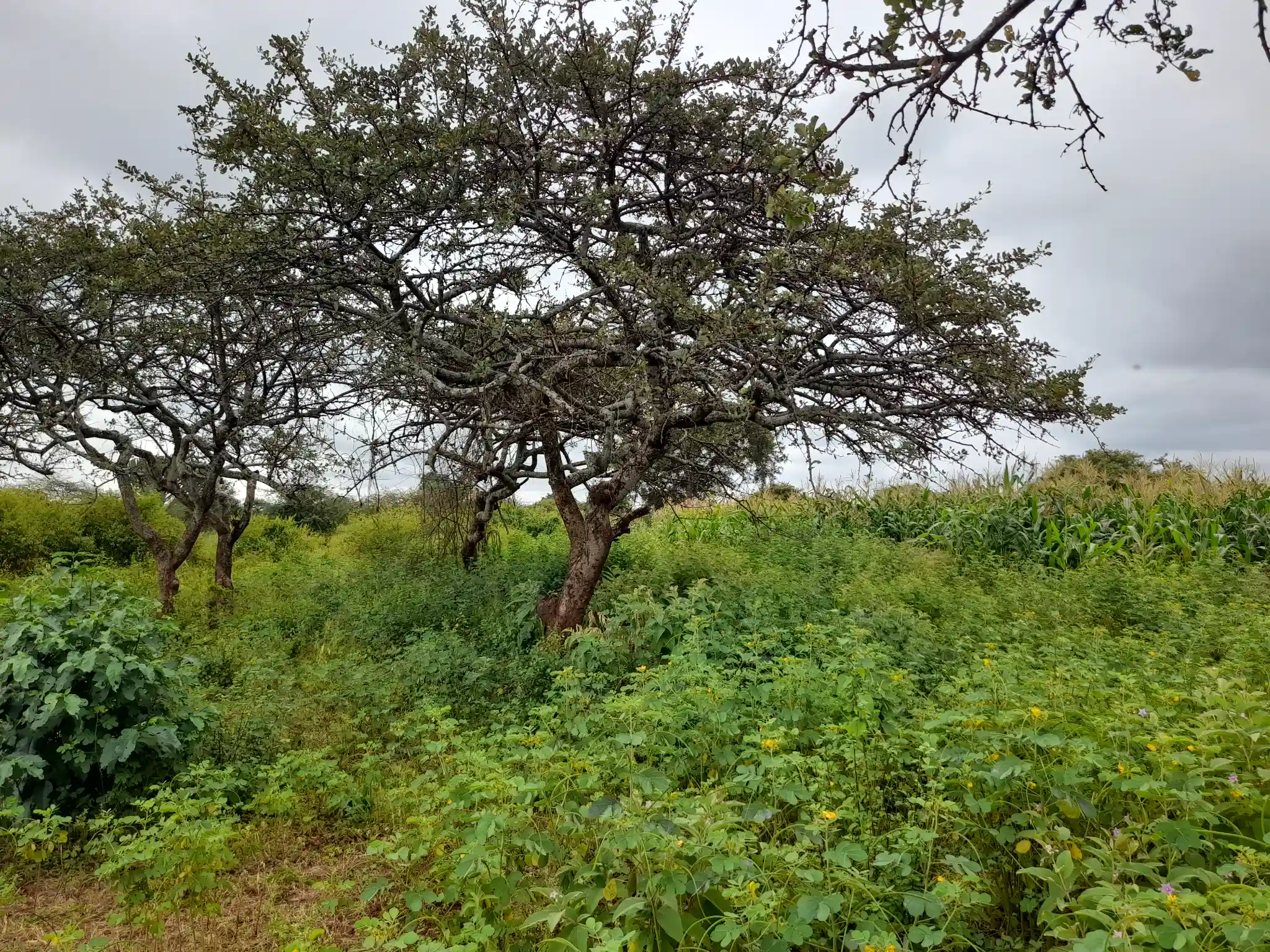 Shamba zuri la ekari 2.4 Olodenderit