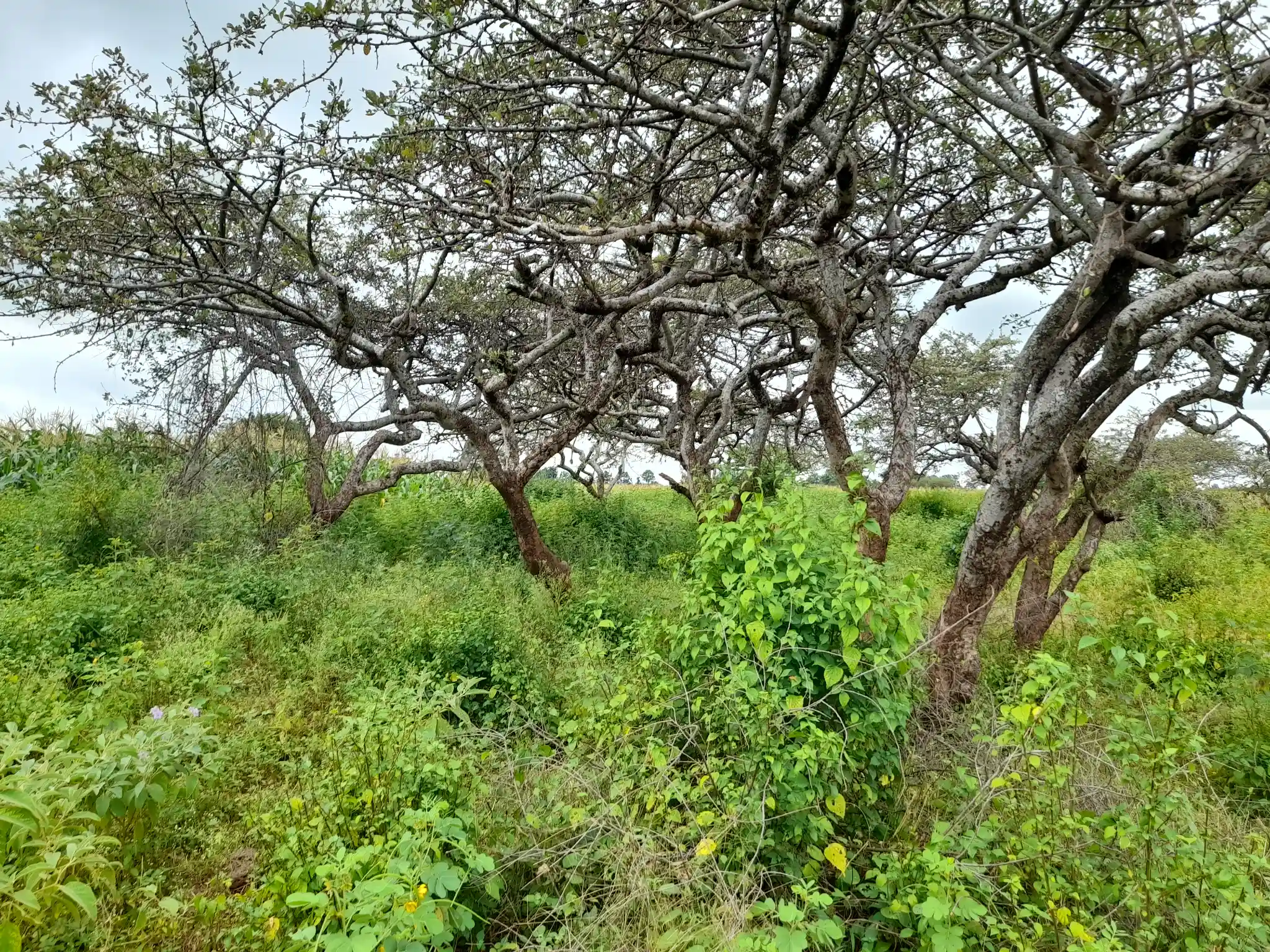 Shamba zuri la ekari 2.4 Olodenderit