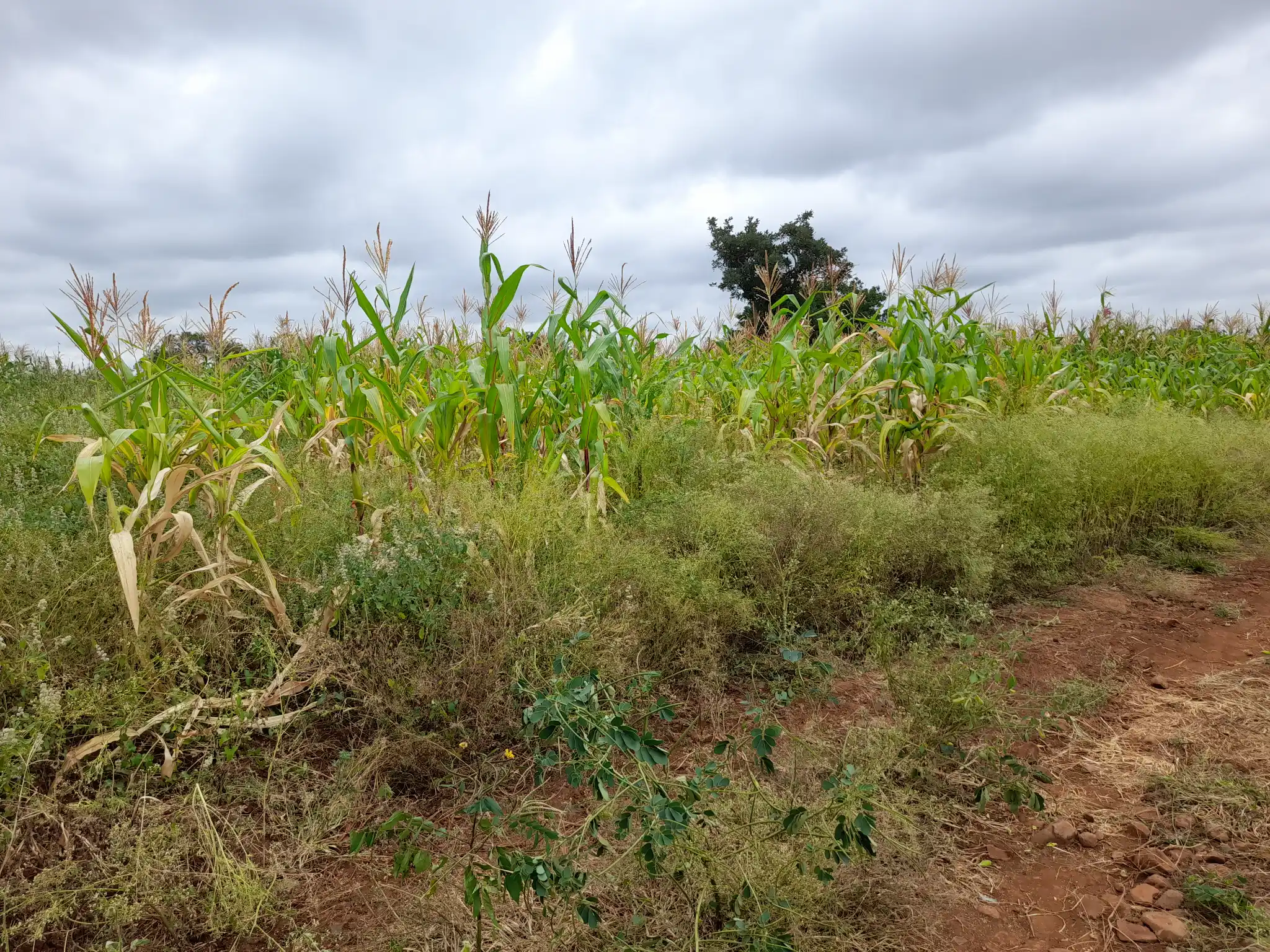 Shamba zuri la ekari 2.4 Olodenderit
