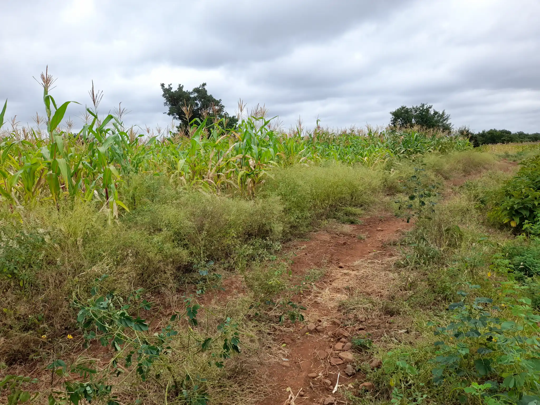 Shamba zuri la ekari 2.4 Olodenderit