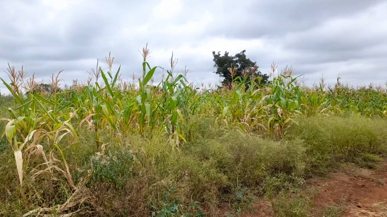 Shamba zuri la ekari 2.4 Olodenderit