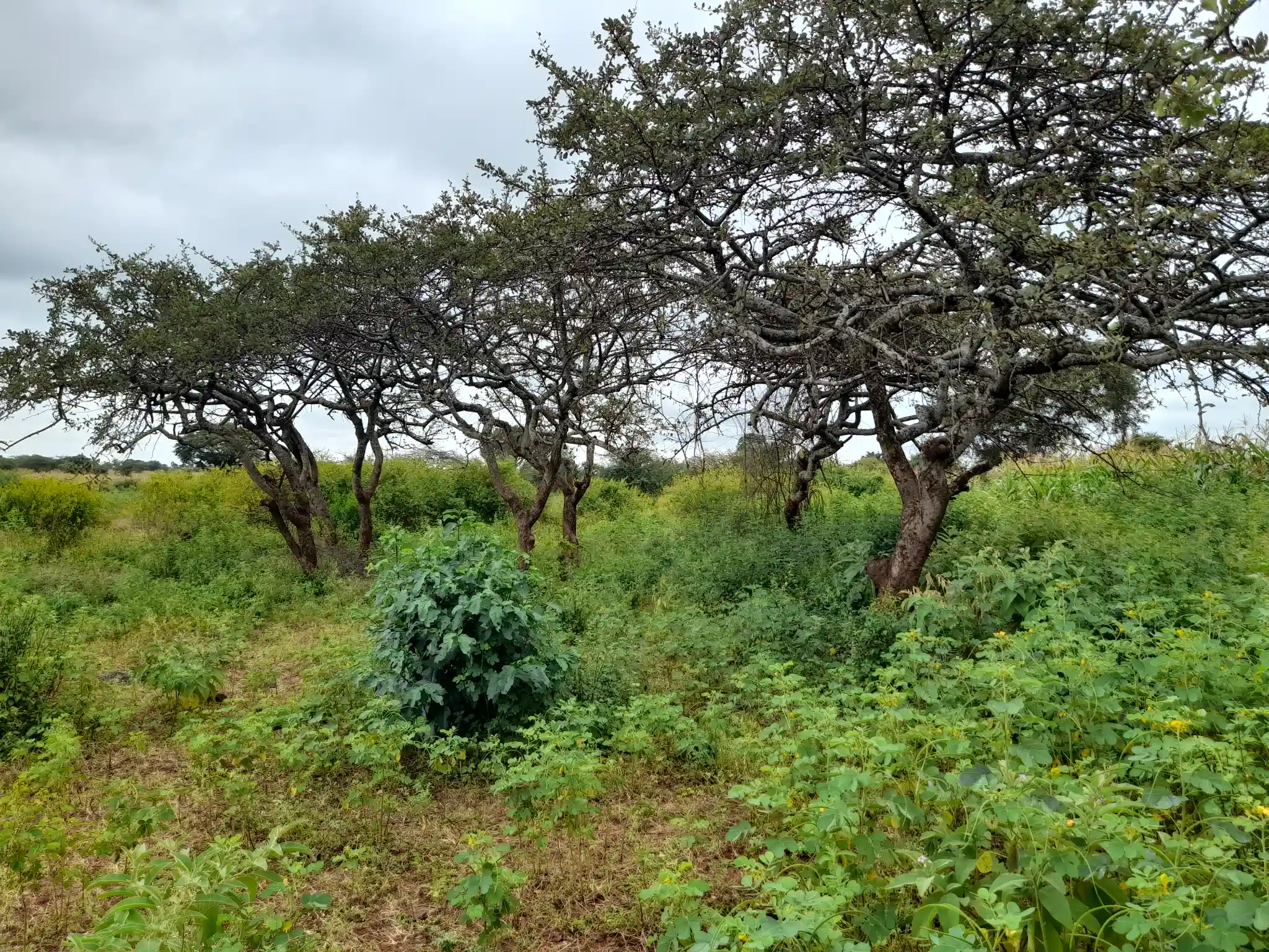 Shamba zuri la ekari 2.4 Olodenderit
