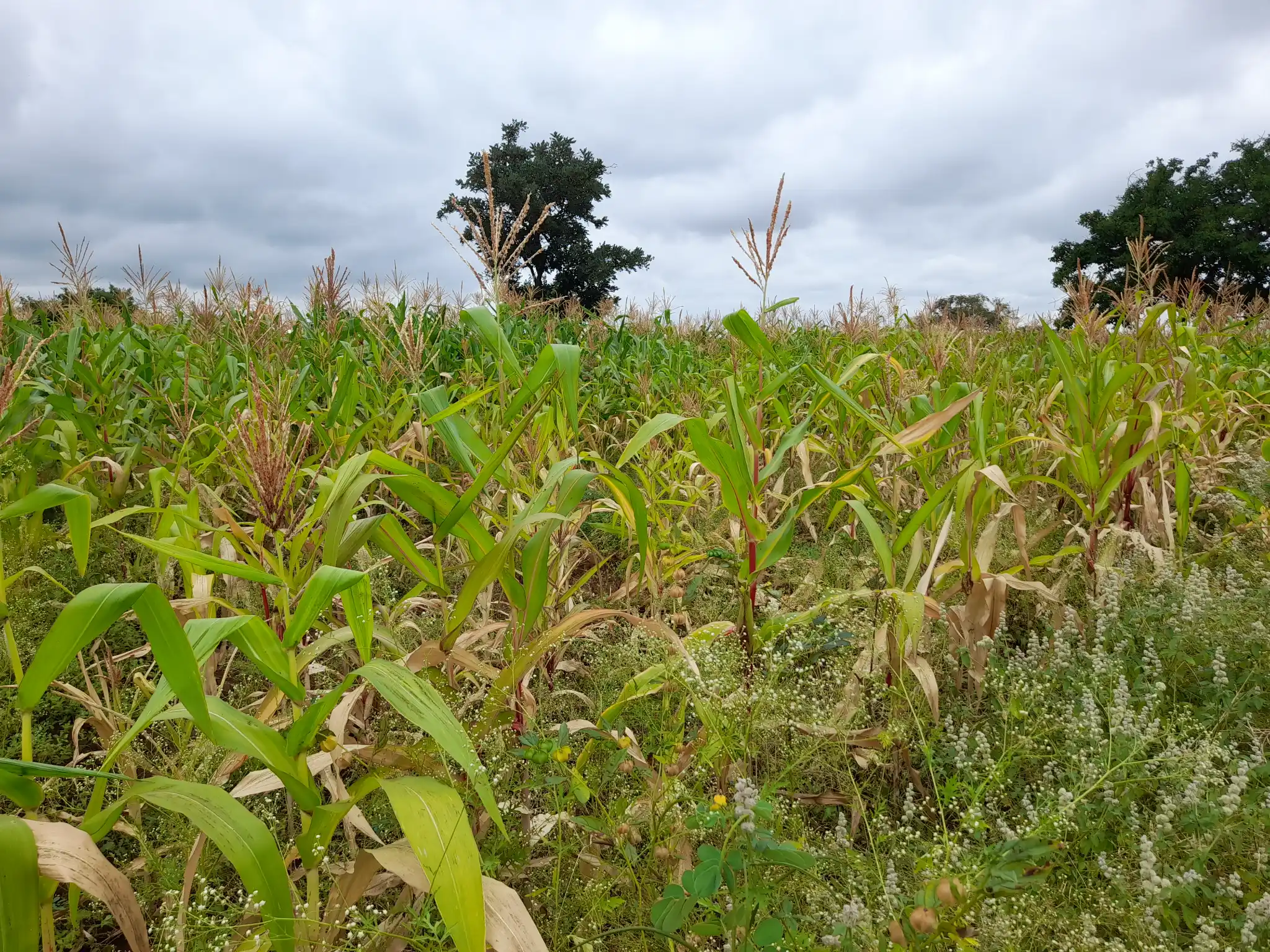Shamba zuri la ekari 2.4 Olodenderit