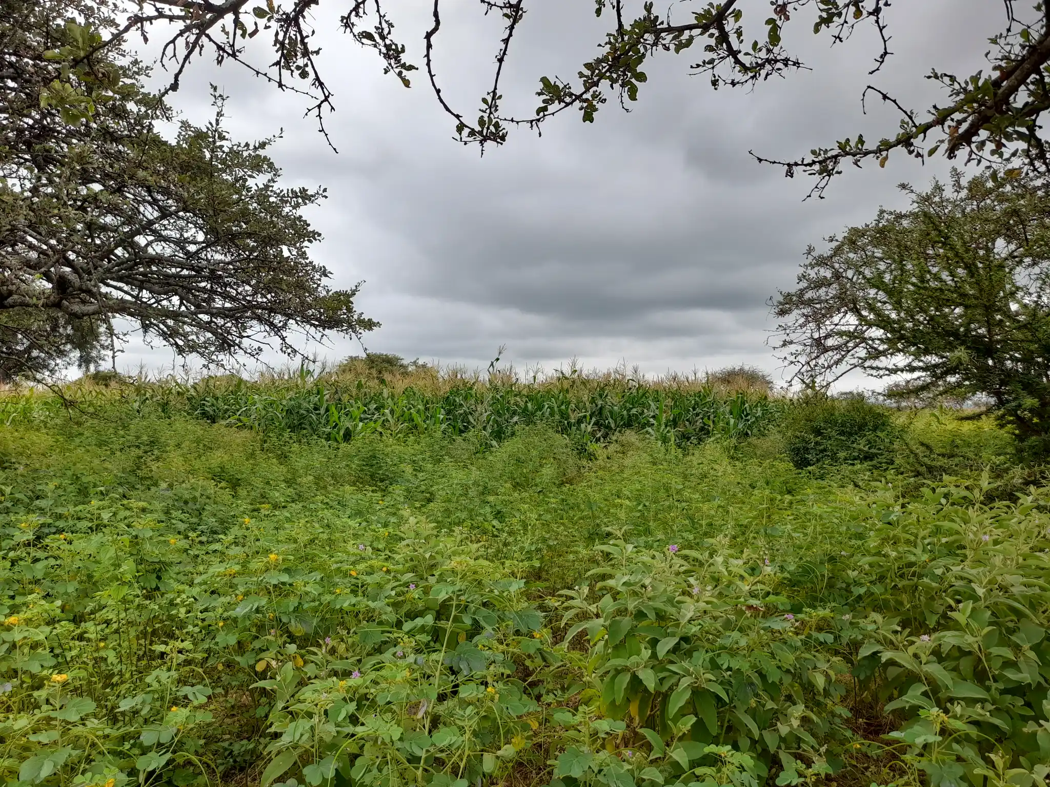 Shamba zuri la ekari 2.4 Olodenderit