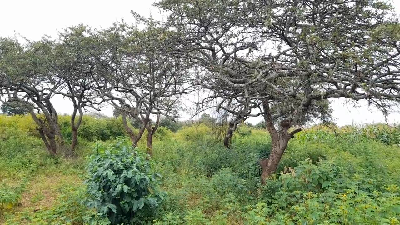 Shamba zuri la ekari 2.4 Olodenderit