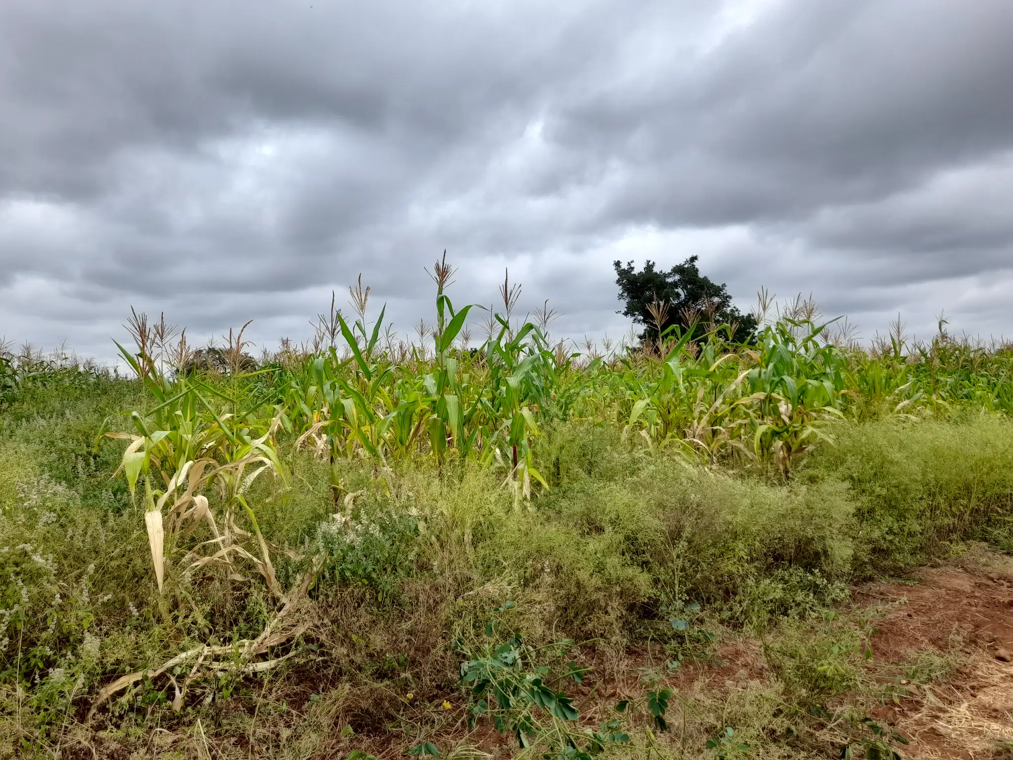 Shamba zuri la ekari 2.4 Olodenderit
