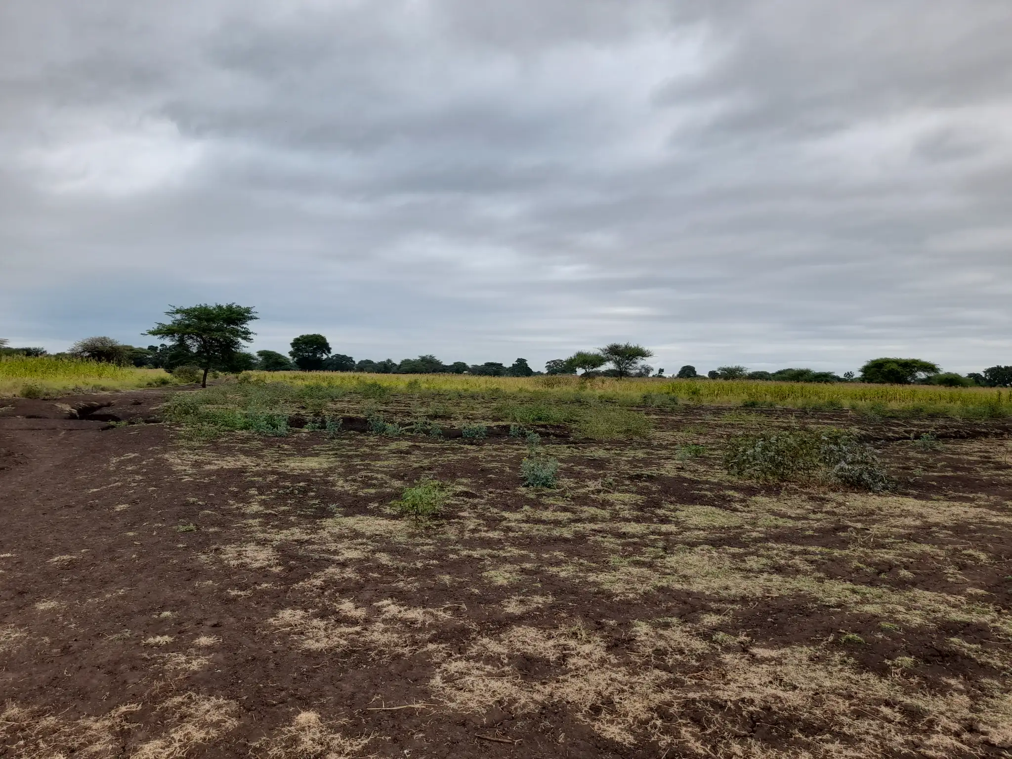 Shamba zuri la ekari 4.2 Olodenderit