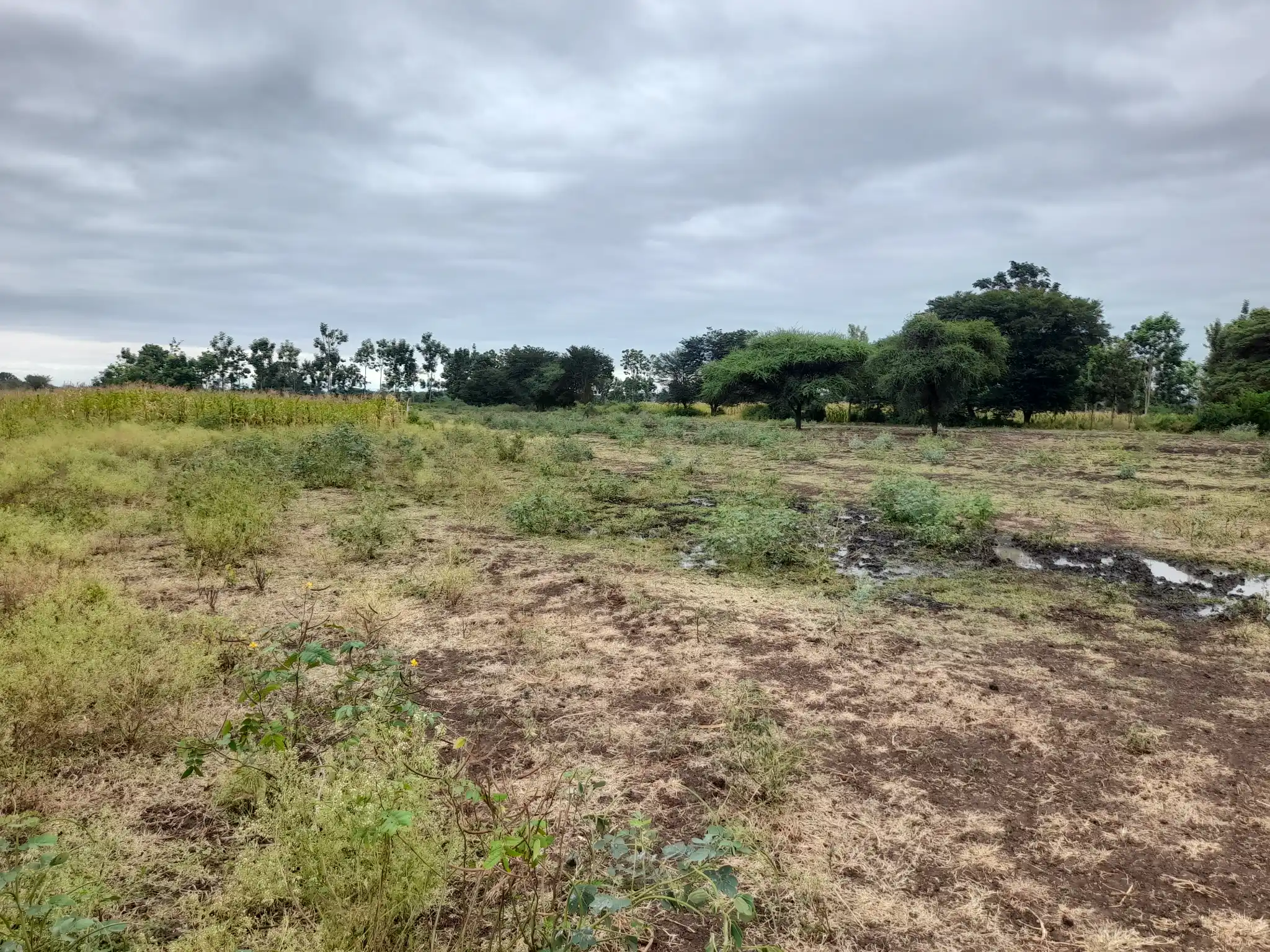 Shamba zuri la ekari 4.2 Olodenderit