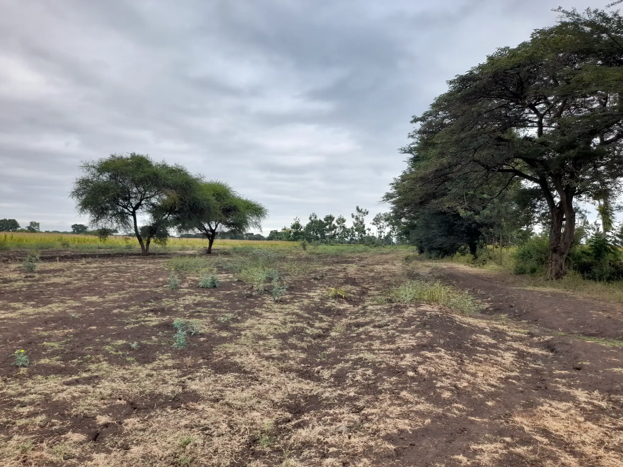 Shamba zuri la ekari 4.2 Olodenderit
