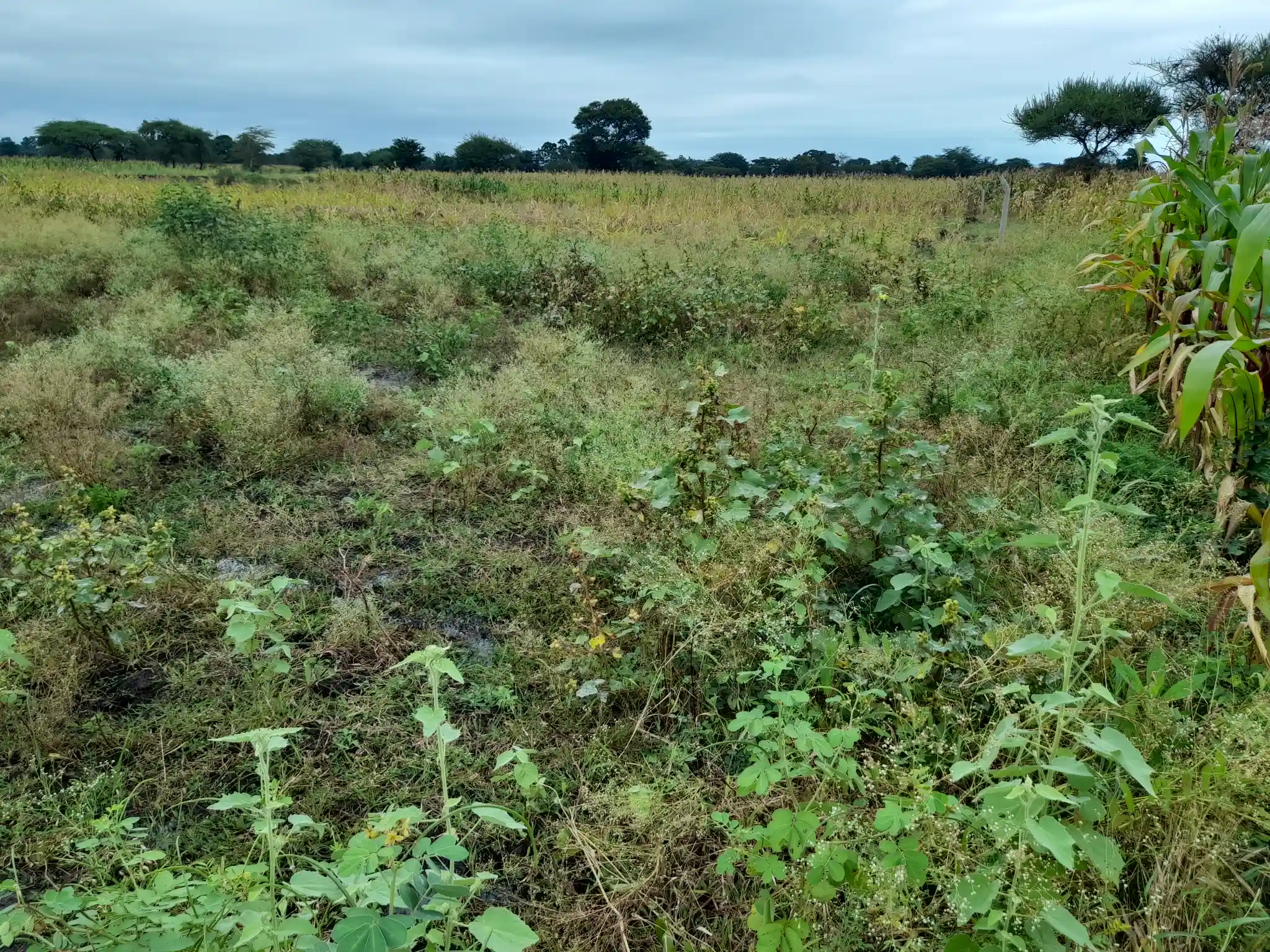 Shamba zuri la ekari 4.2 Olodenderit