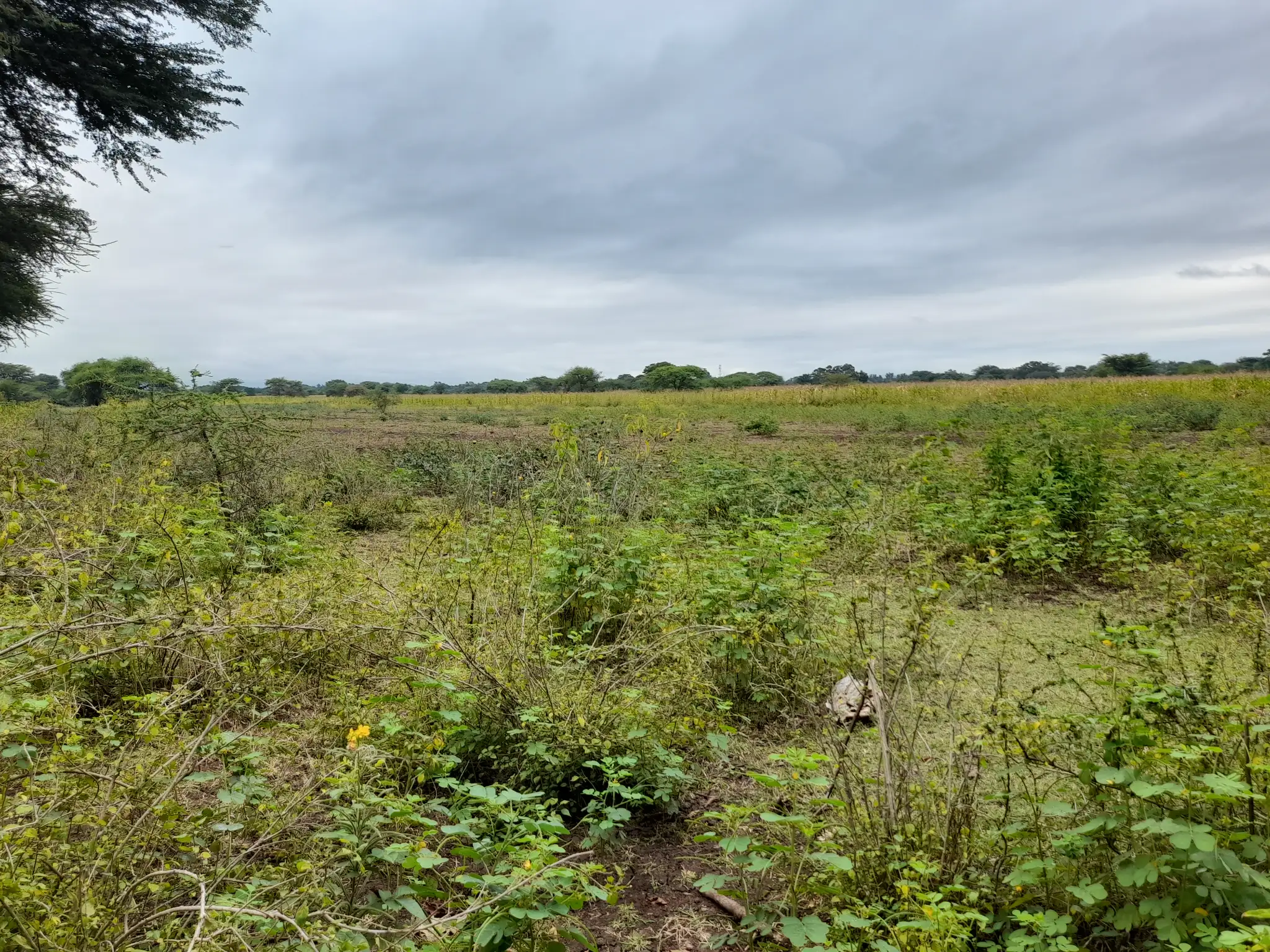 Shamba zuri la ekari 4.2 Olodenderit