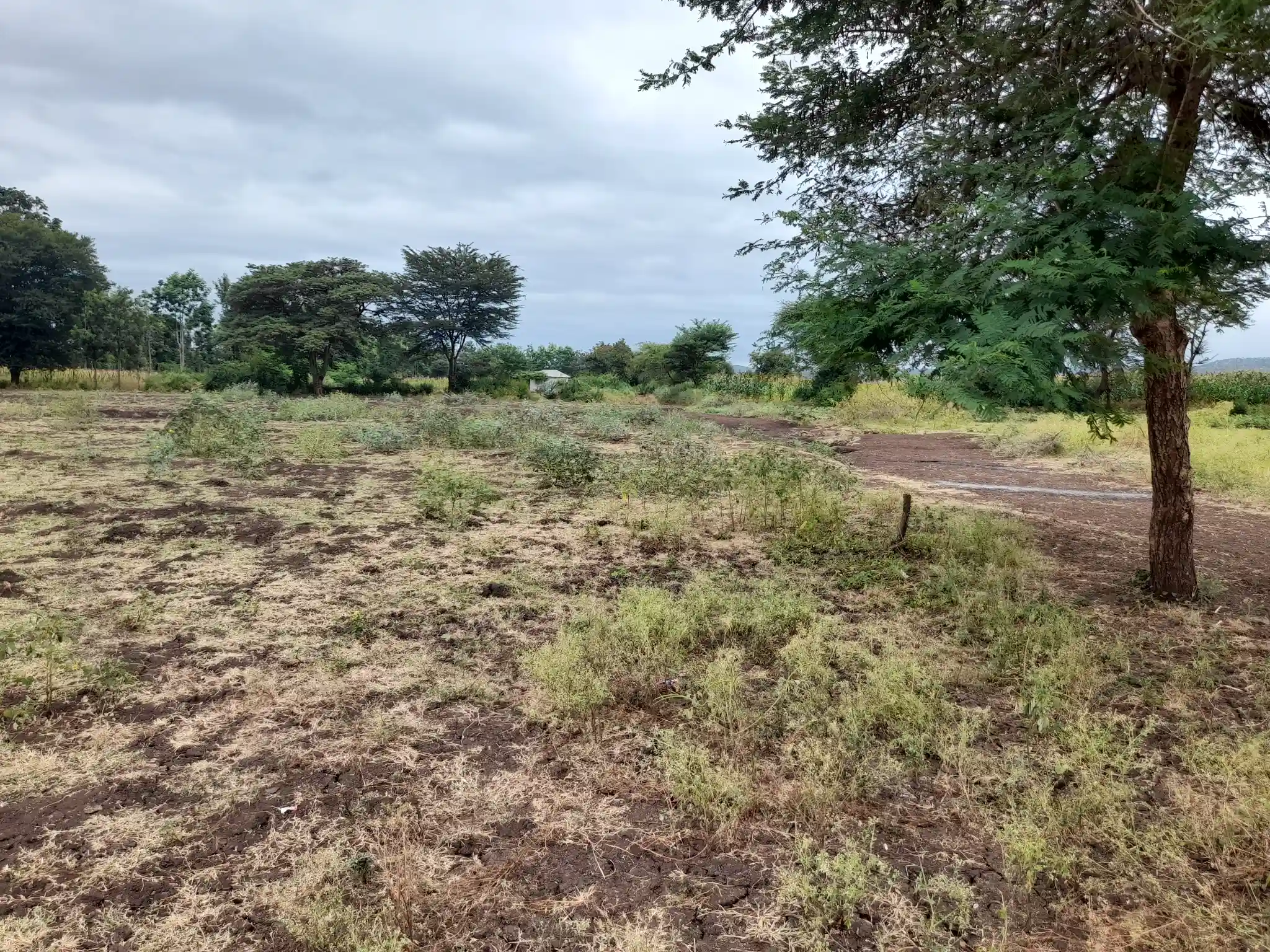 Shamba zuri la ekari 4.2 Olodenderit