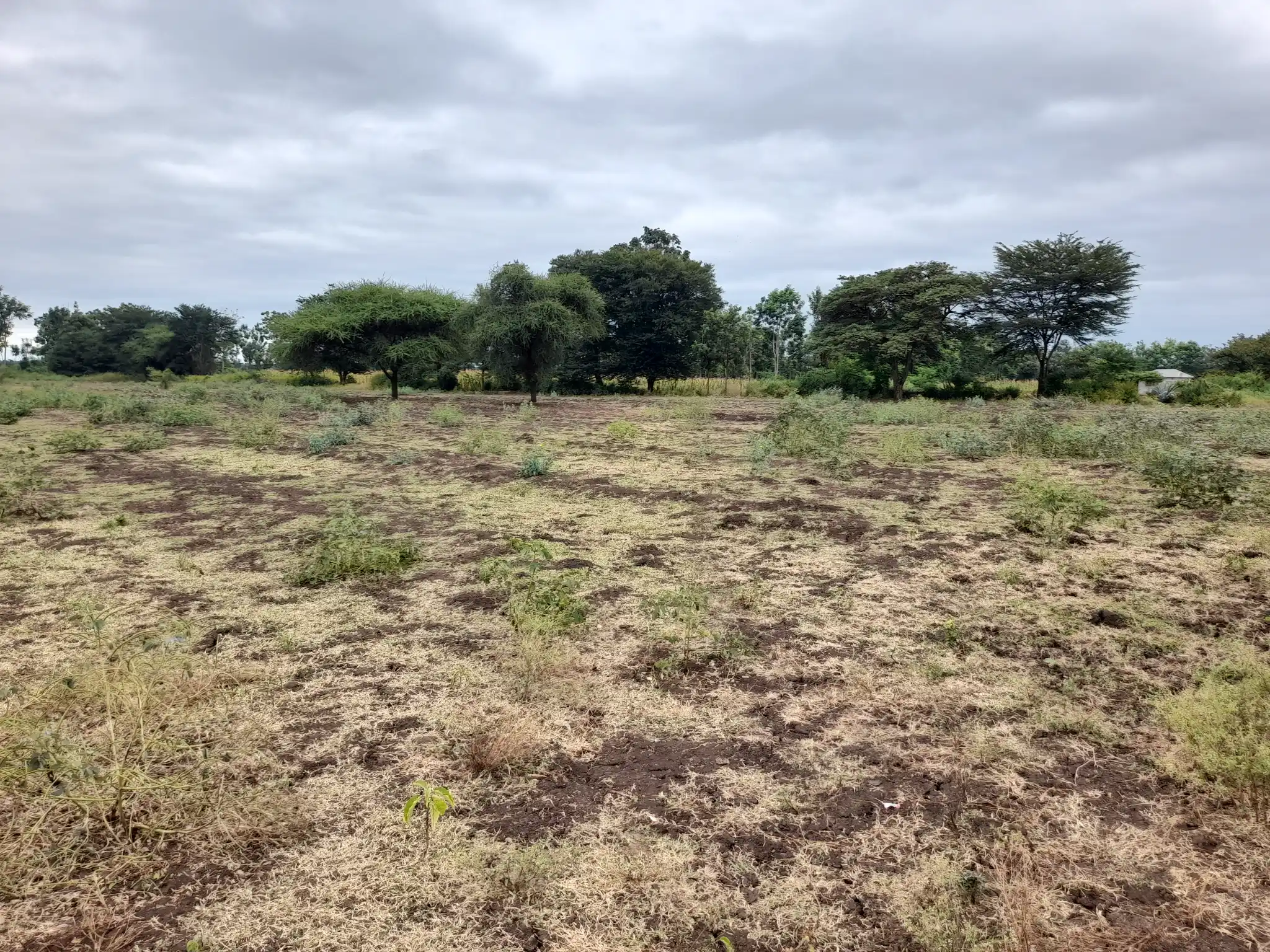 Shamba zuri la ekari 4.2 Olodenderit