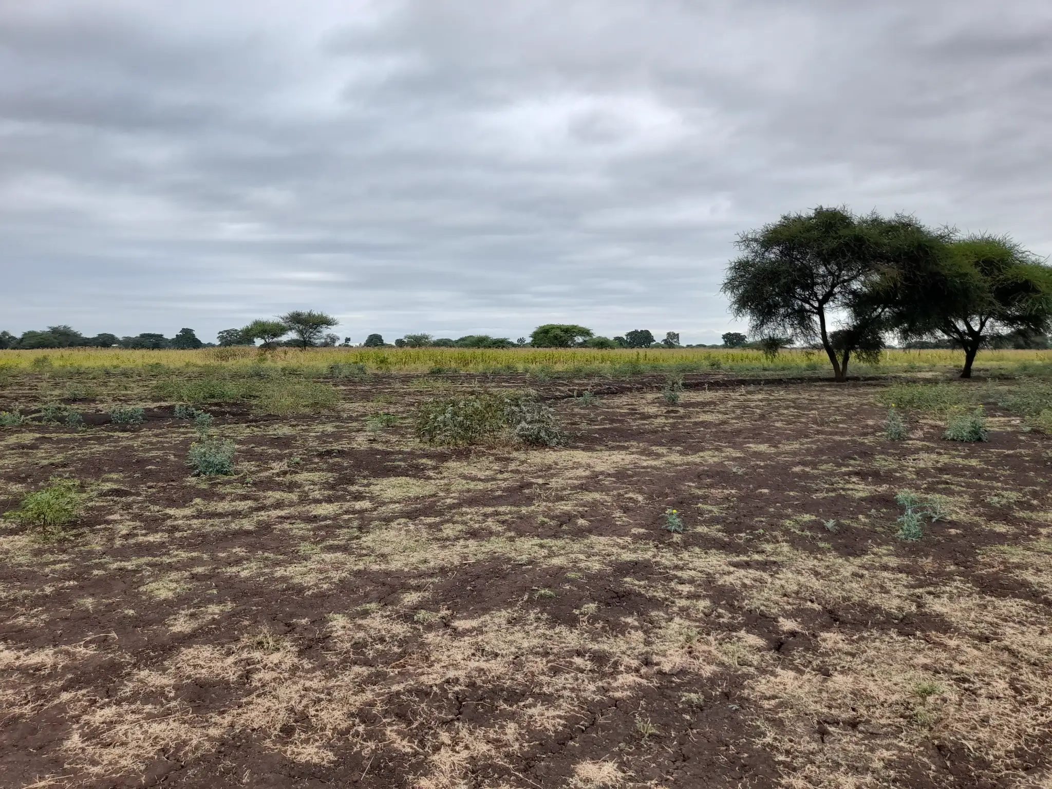 Shamba zuri la ekari 4.2 Olodenderit