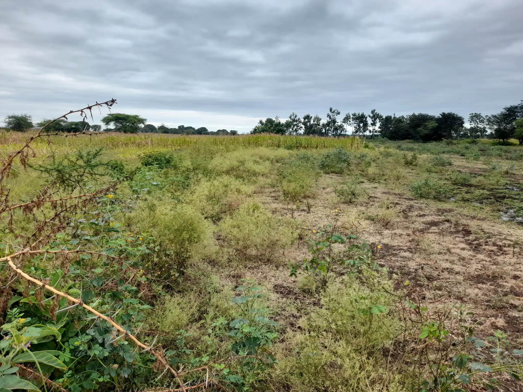 Shamba zuri la ekari 4.2 Olodenderit