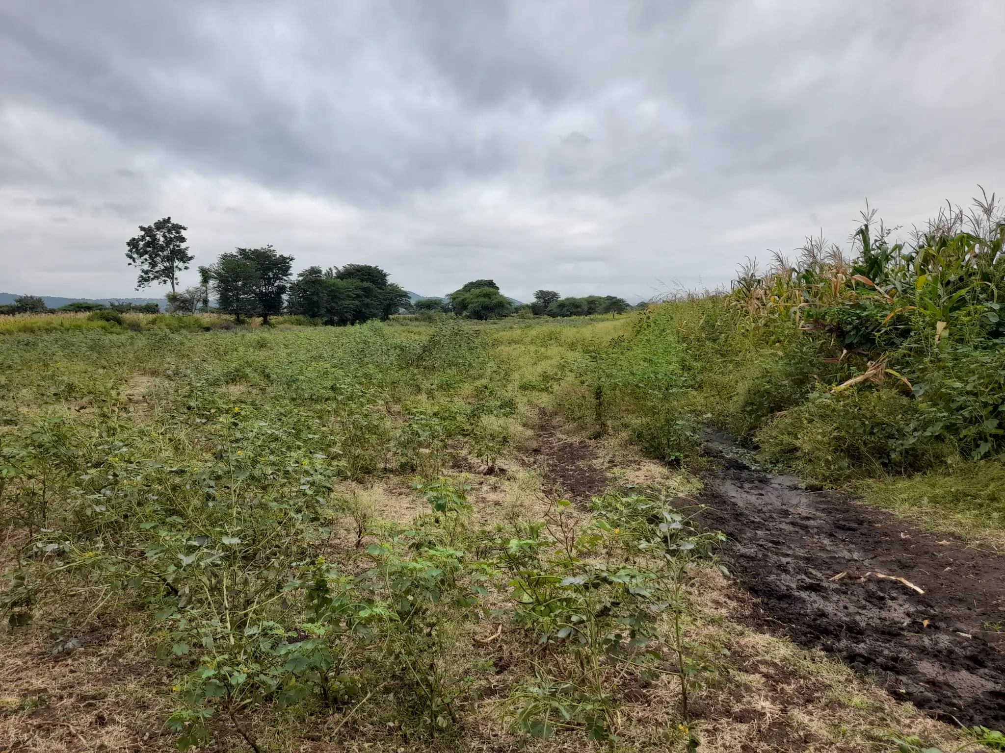 Shamba zuri la ekari 4.2 Olodenderit