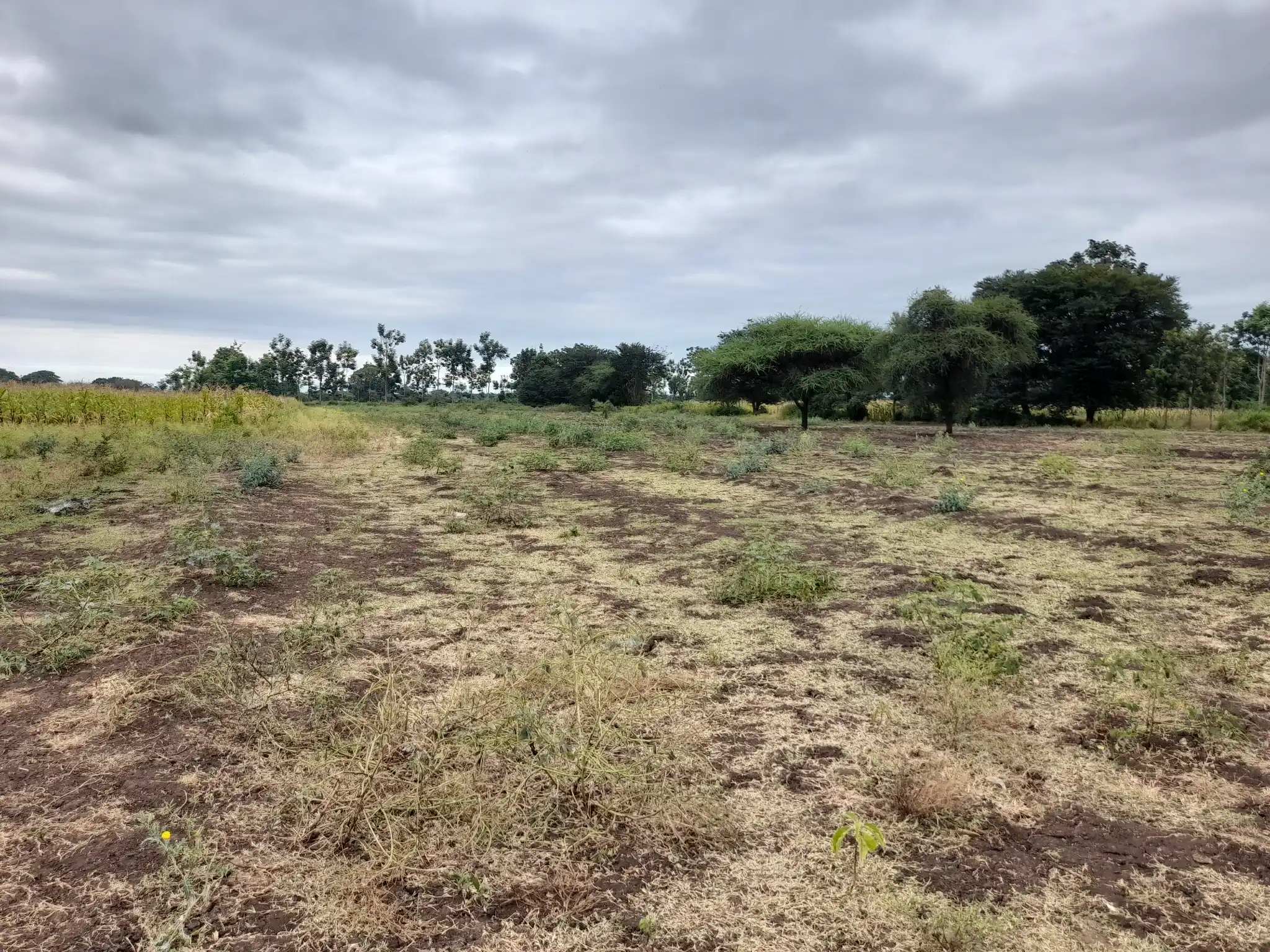 Shamba zuri la ekari 4.2 Olodenderit