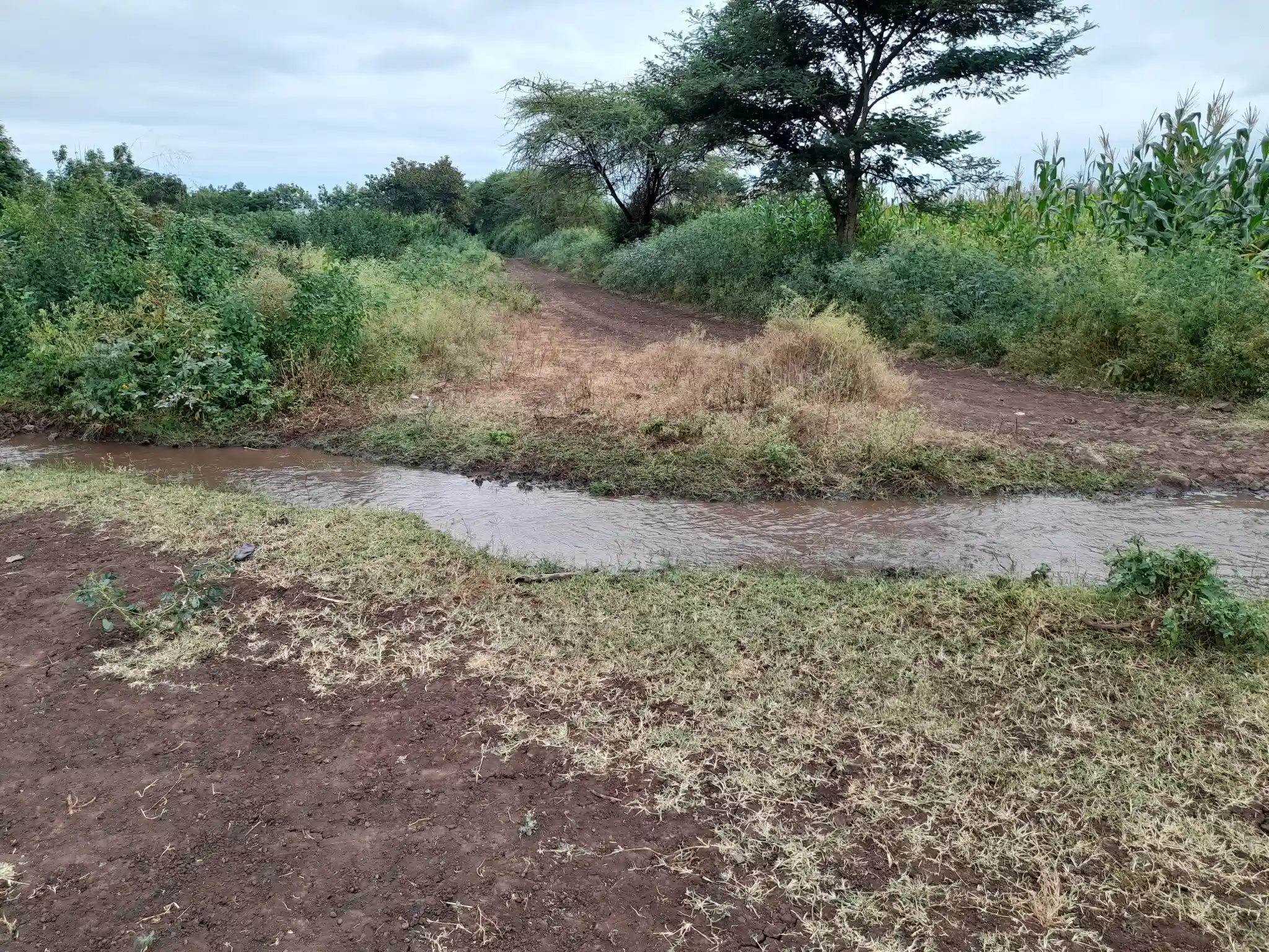 Shamba zuri la ekari 4.2 Olodenderit