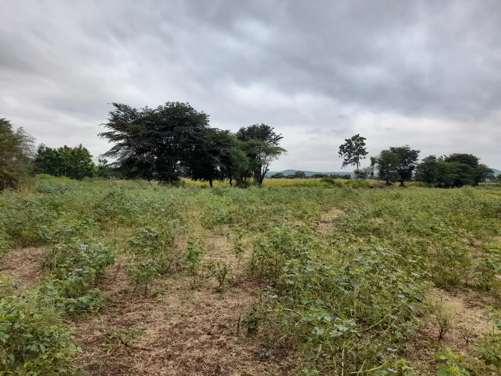 Shamba zuri la ekari 4.2 Olodenderit