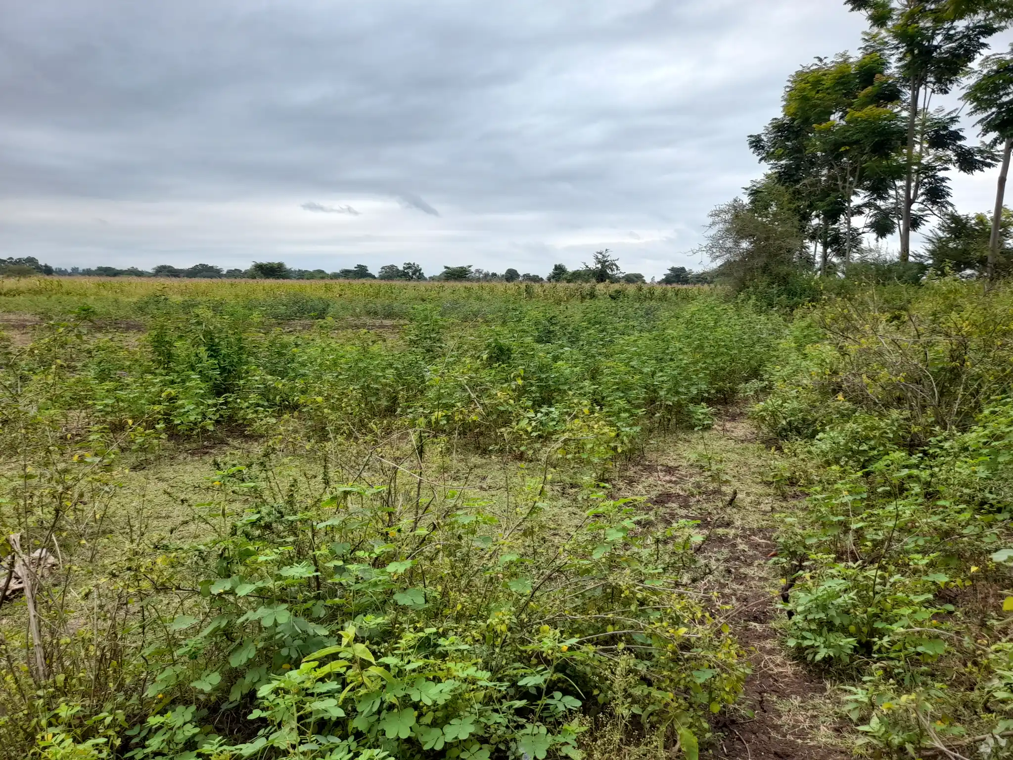 Shamba zuri la ekari 4.2 Olodenderit