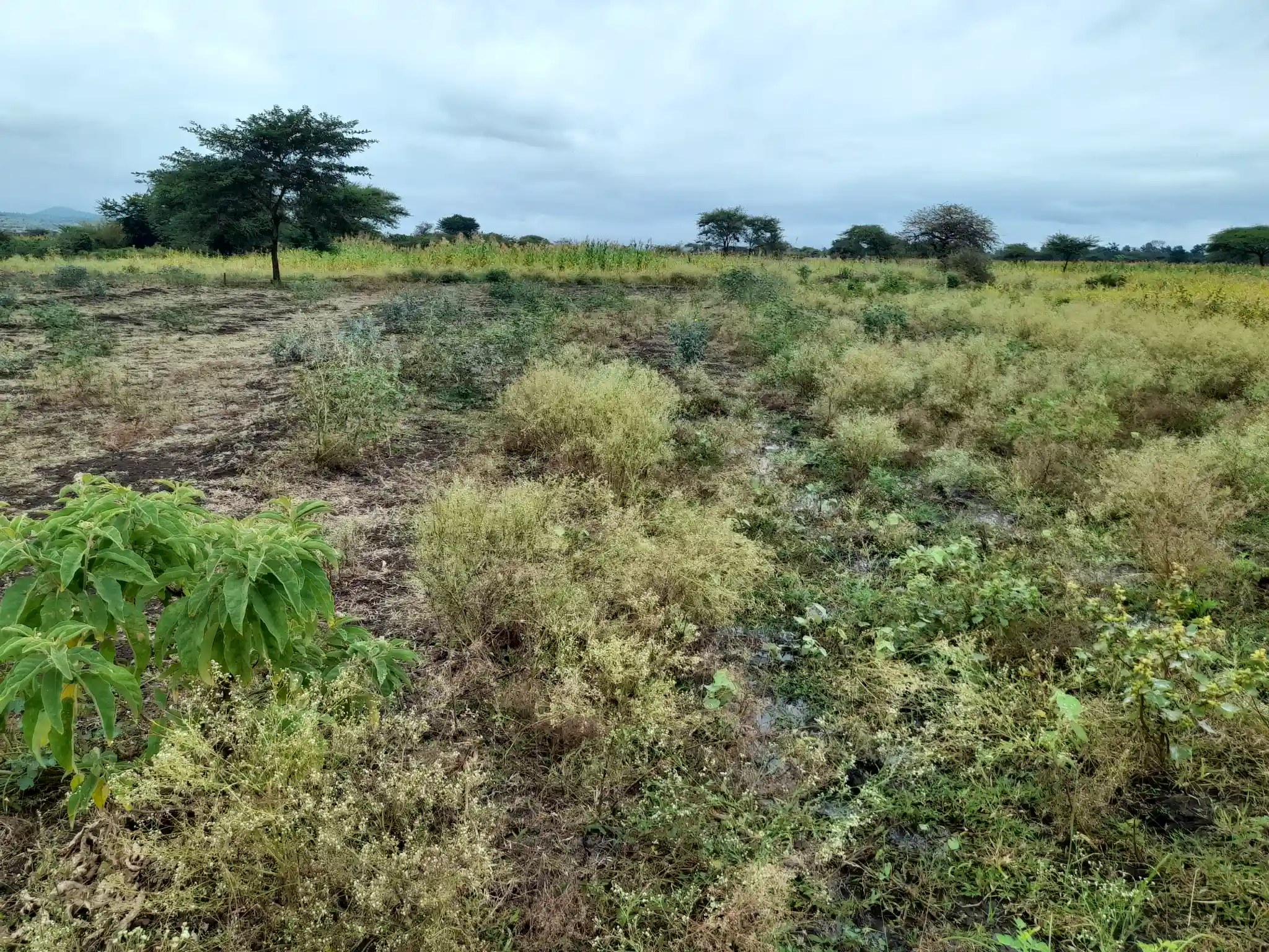 Shamba zuri la ekari 4.2 Olodenderit