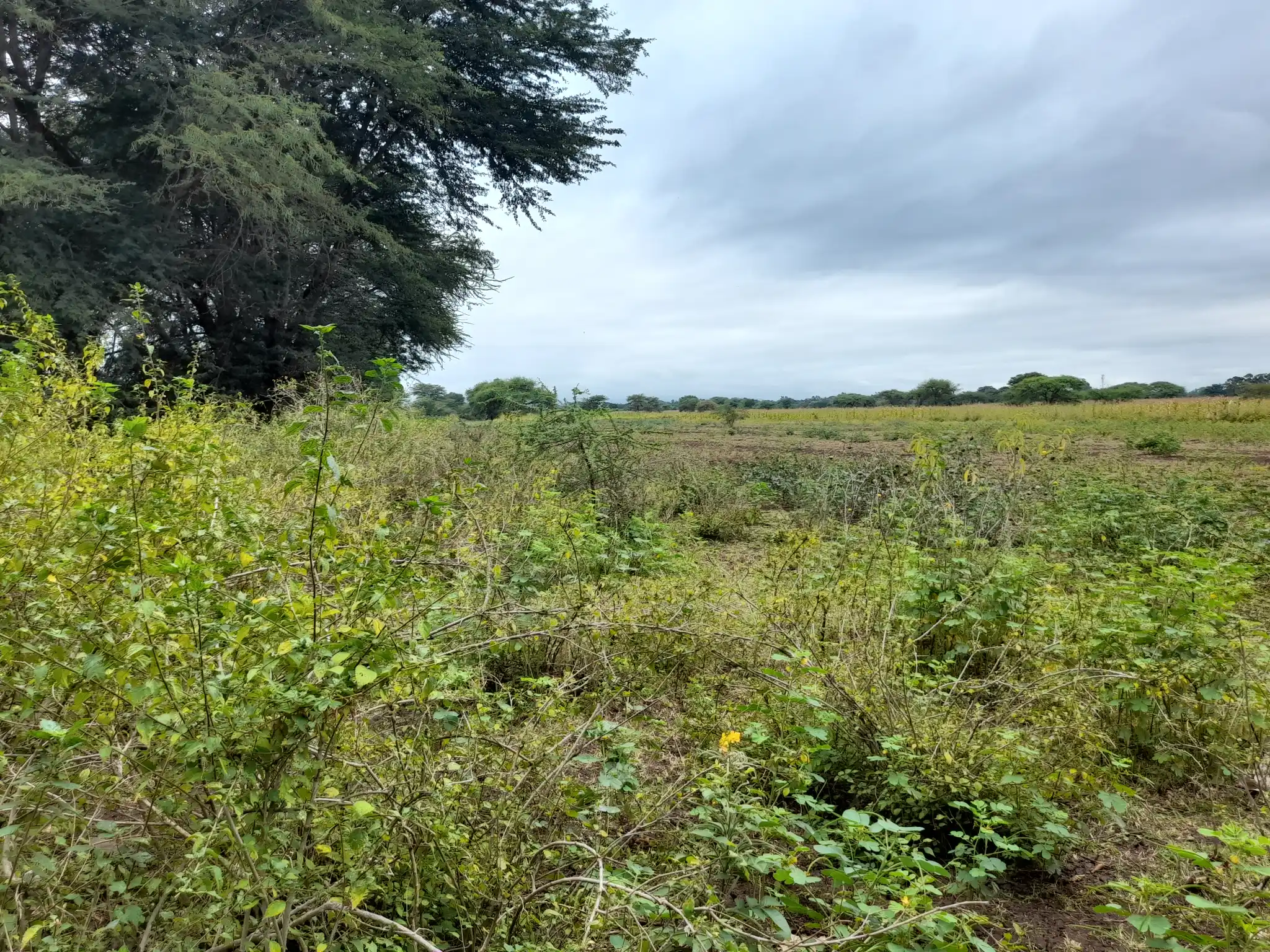 Shamba zuri la ekari 4.2 Olodenderit