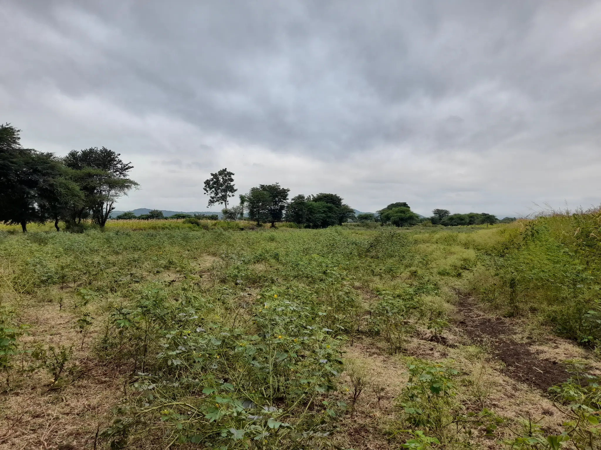 Shamba zuri la ekari 4.2 Olodenderit