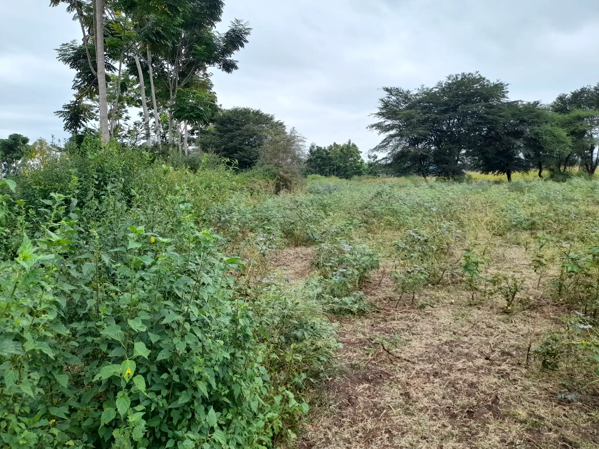 Shamba zuri la ekari 4.2 Olodenderit
