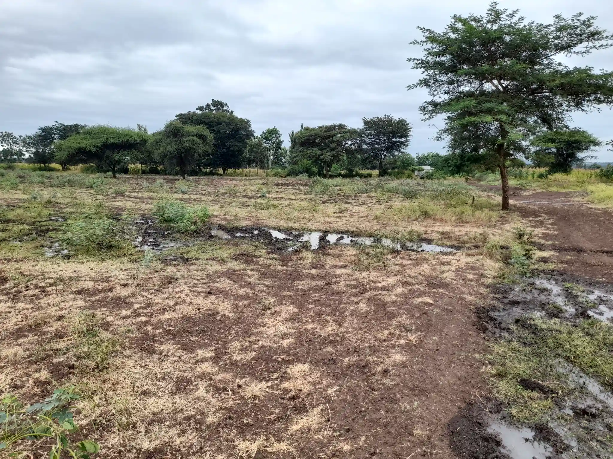 Shamba zuri la ekari 4.2 Olodenderit