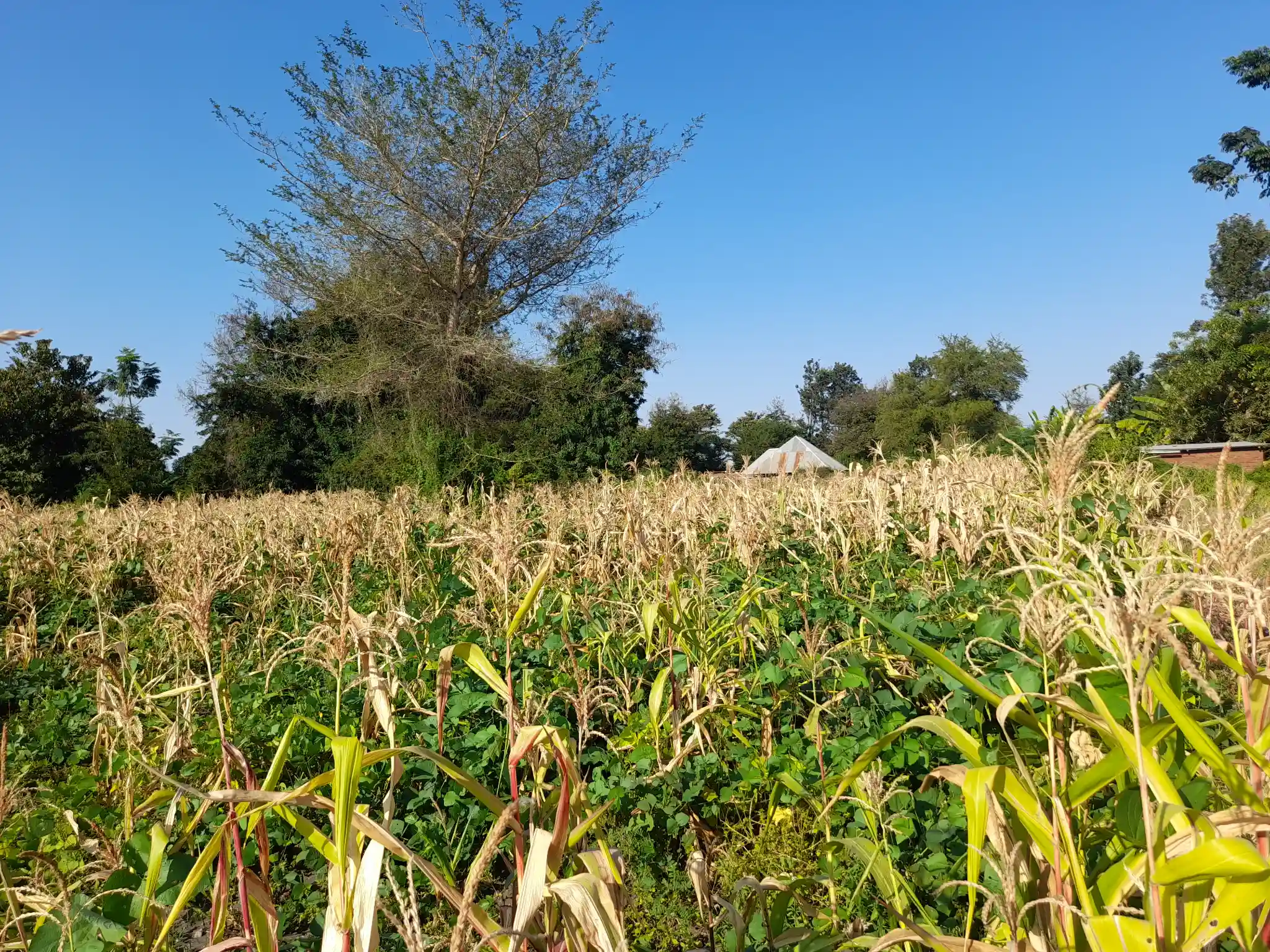 Shamba la Kilimo Ekari 1.2 Kichangani, Nduruma – Linafaa kwa Karanga, Viazi na Mihogo