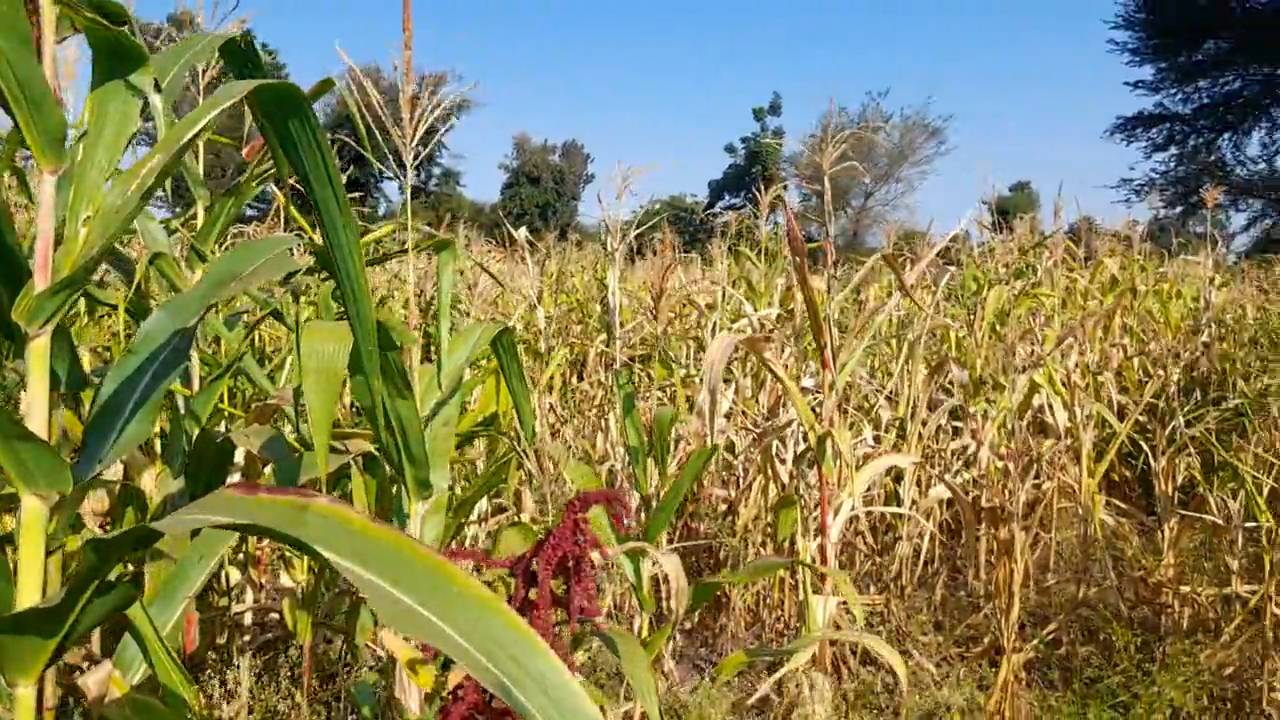 Shamba la Kilimo Ekari 1.2 Kichangani, Nduruma – Linafaa kwa Karanga, Viazi na Mihogo