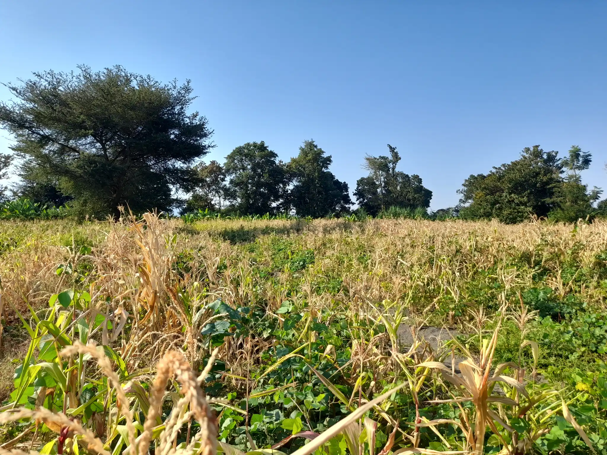 Shamba la Kilimo Ekari 1.2 Kichangani, Nduruma – Linafaa kwa Karanga, Viazi na Mihogo
