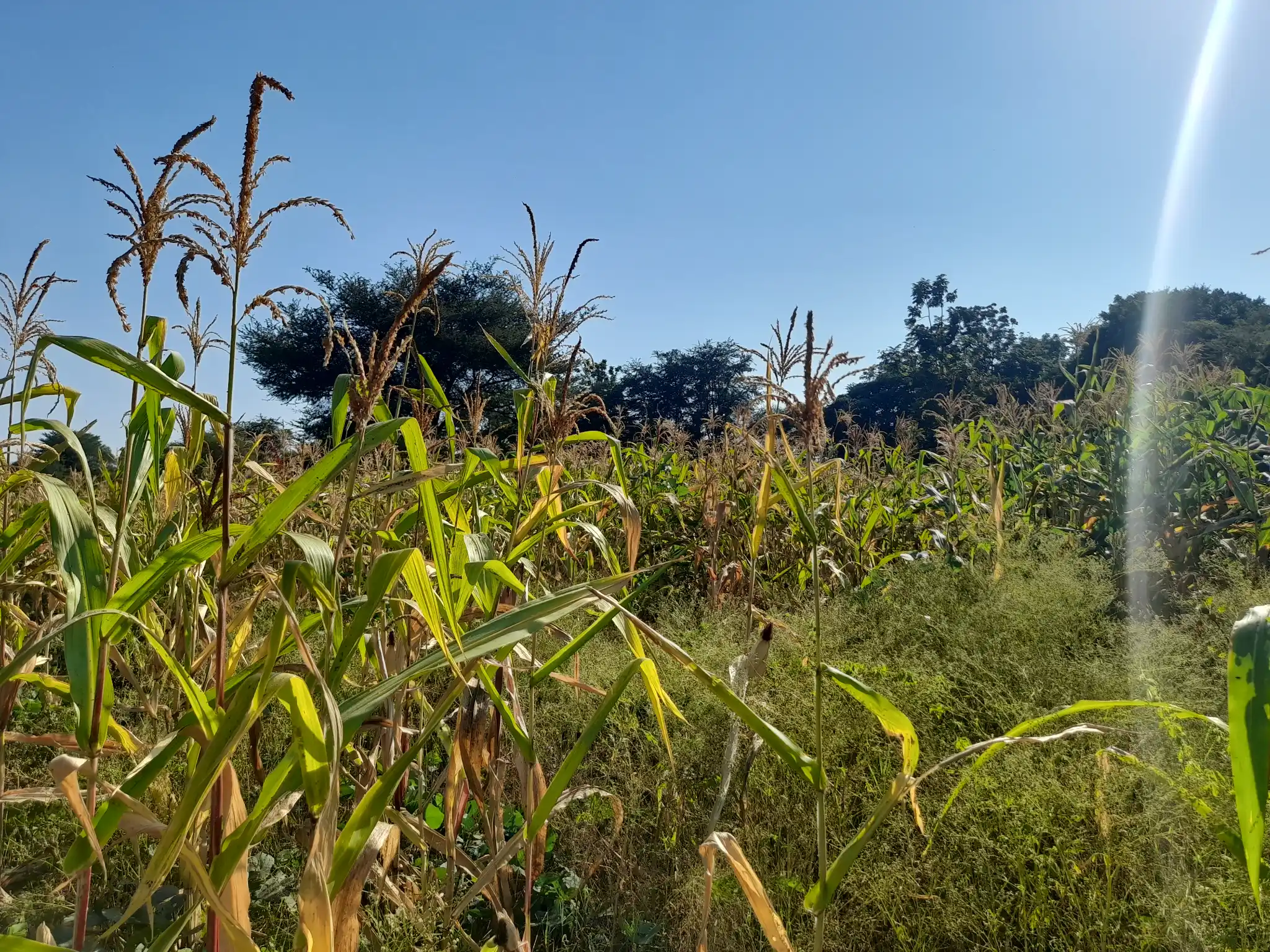 Shamba la Kilimo Ekari 1.2 Kichangani, Nduruma – Linafaa kwa Karanga, Viazi na Mihogo