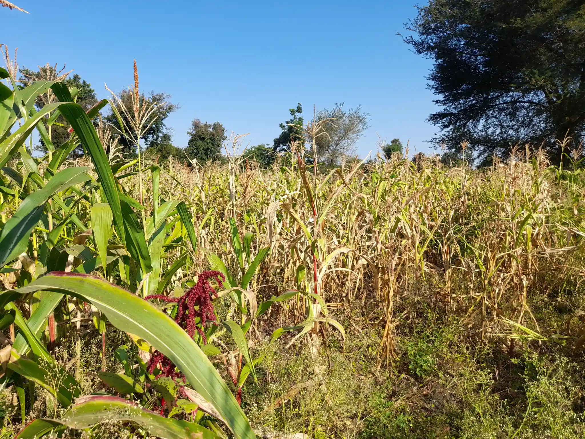 Shamba la Kilimo Ekari 1.2 Kichangani, Nduruma – Linafaa kwa Karanga, Viazi na Mihogo