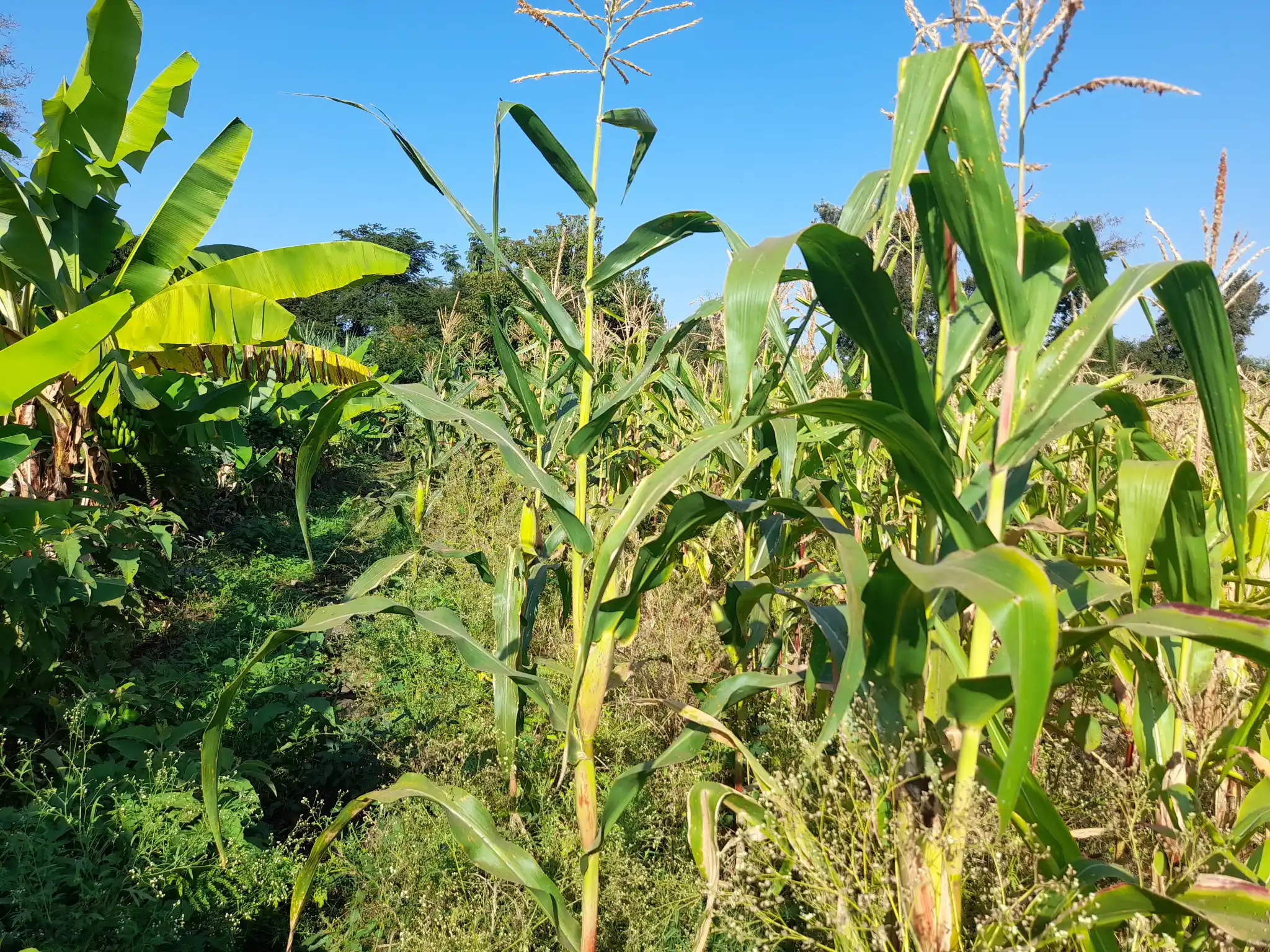 Shamba la Kilimo Ekari 1.2 Kichangani, Nduruma – Linafaa kwa Karanga, Viazi na Mihogo