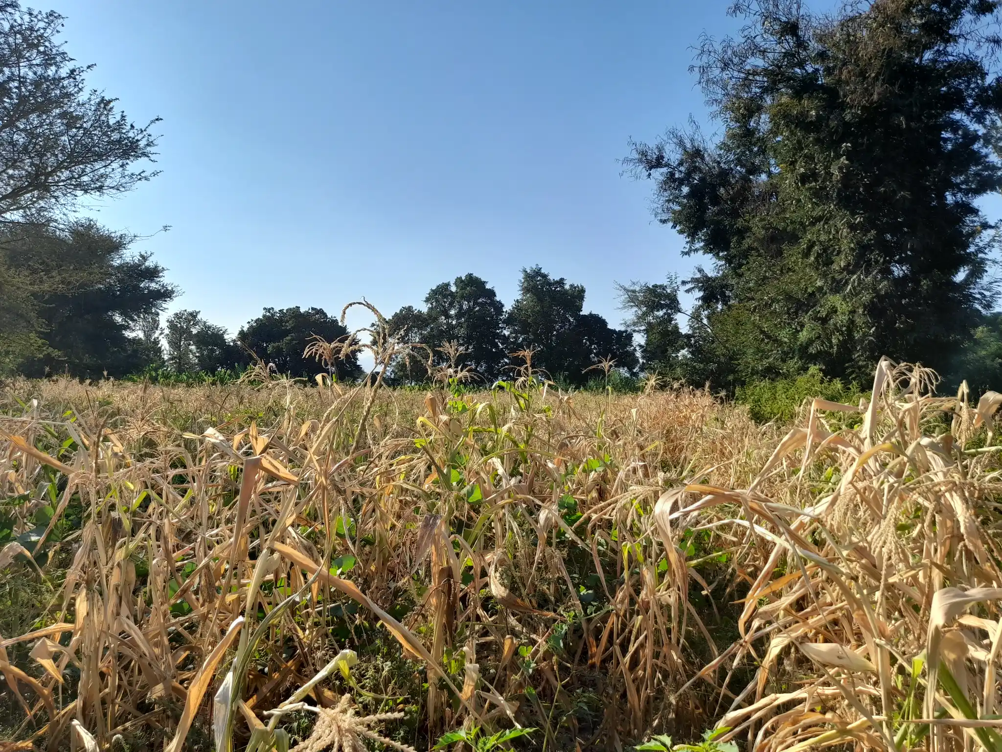 Shamba la Kilimo Ekari 1.2 Kichangani, Nduruma – Linafaa kwa Karanga, Viazi na Mihogo