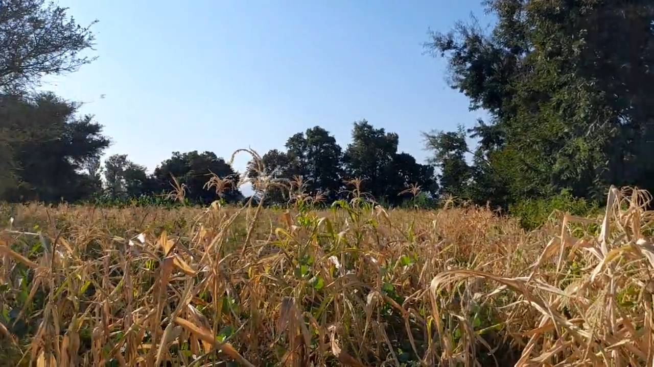 Shamba la Kilimo Ekari 1.2 Kichangani, Nduruma – Linafaa kwa Karanga, Viazi na Mihogo