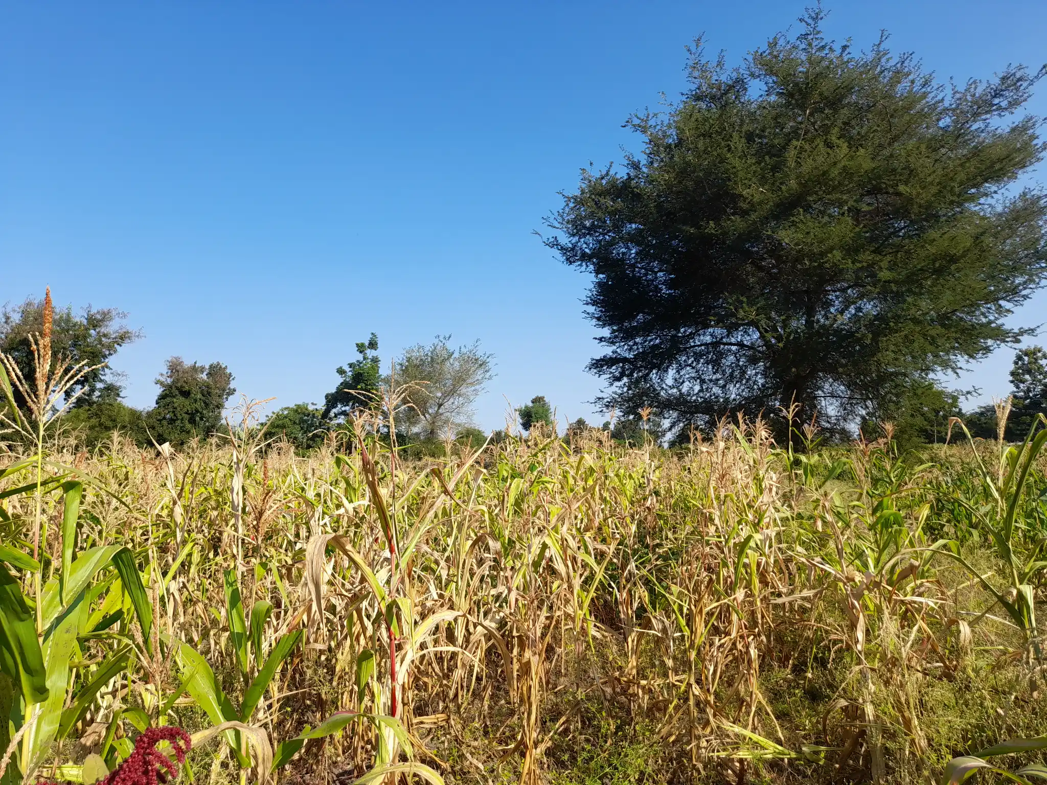 Shamba la Kilimo Ekari 1.2 Kichangani, Nduruma – Linafaa kwa Karanga, Viazi na Mihogo