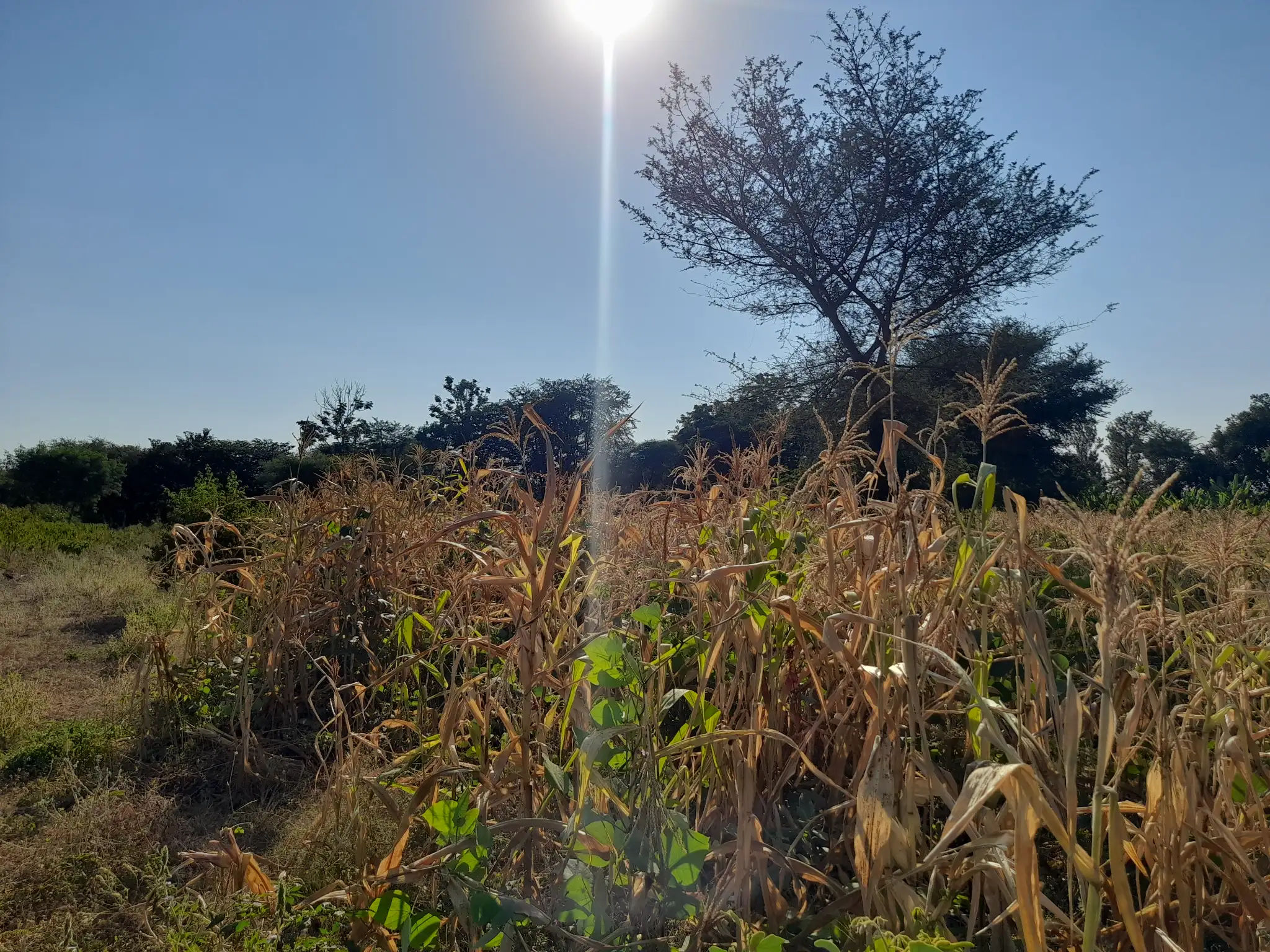 Shamba la Kilimo Ekari 1.2 Kichangani, Nduruma – Linafaa kwa Karanga, Viazi na Mihogo