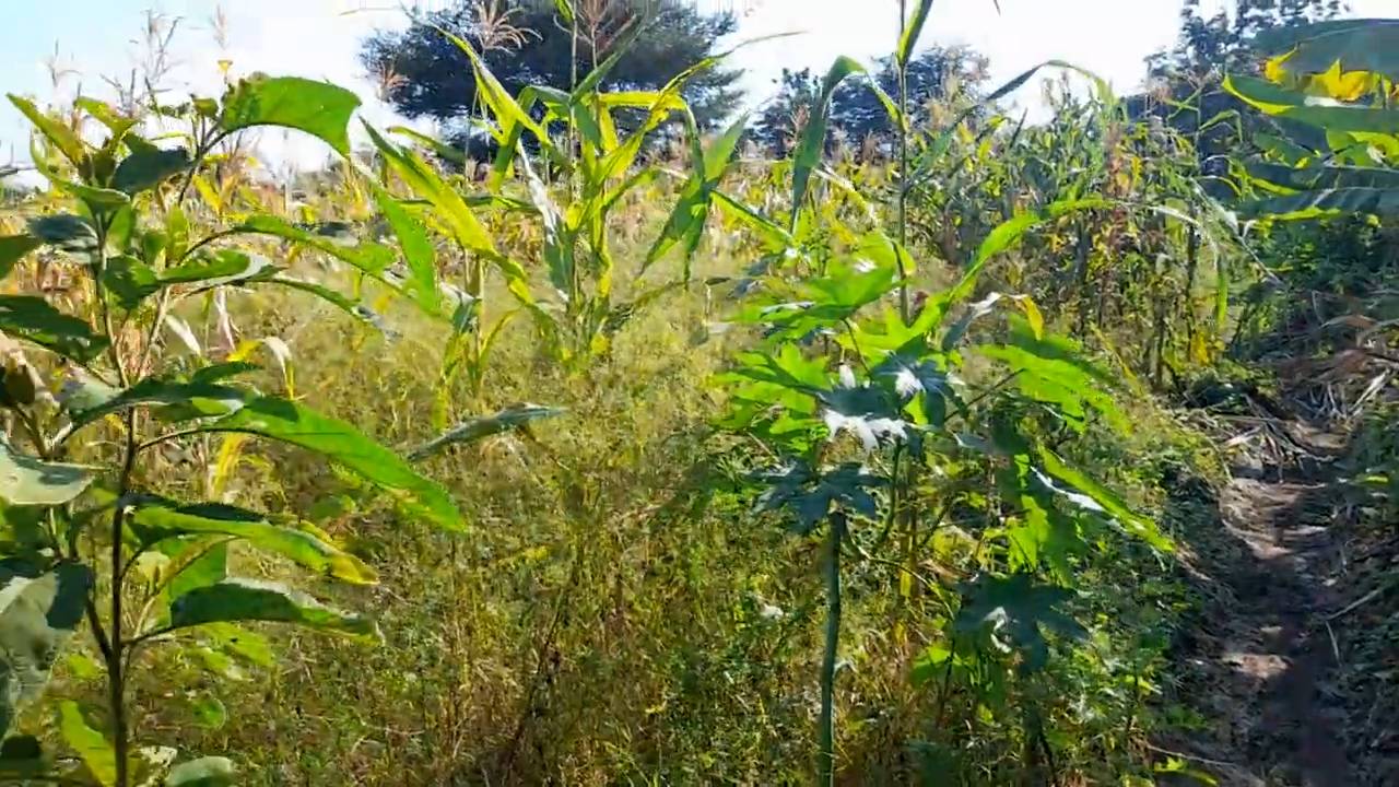 Shamba la Kilimo Ekari 1.2 Kichangani, Nduruma – Linafaa kwa Karanga, Viazi na Mihogo