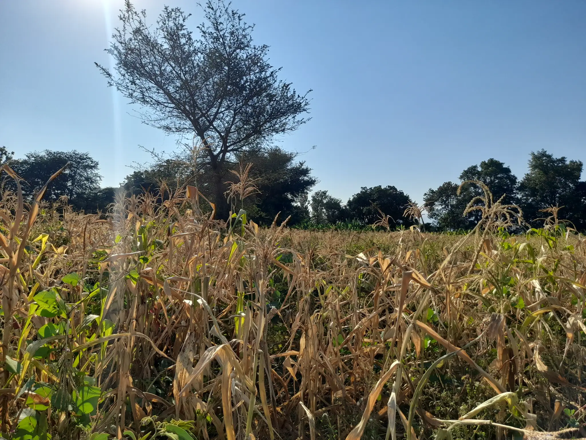 Shamba la Kilimo Ekari 1.2 Kichangani, Nduruma – Linafaa kwa Karanga, Viazi na Mihogo
