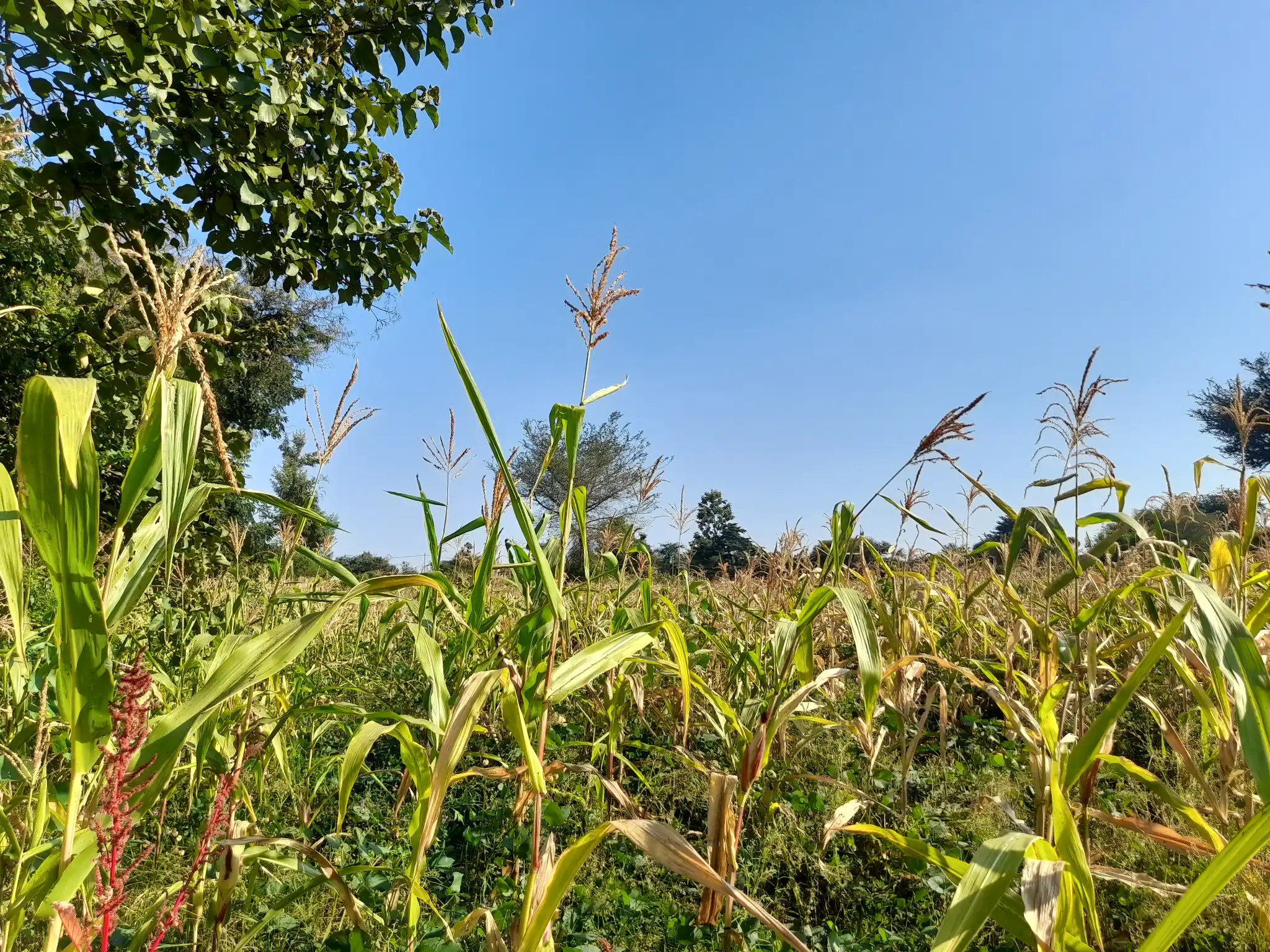 Shamba la Kilimo Ekari 1.2 Kichangani, Nduruma – Linafaa kwa Karanga, Viazi na Mihogo