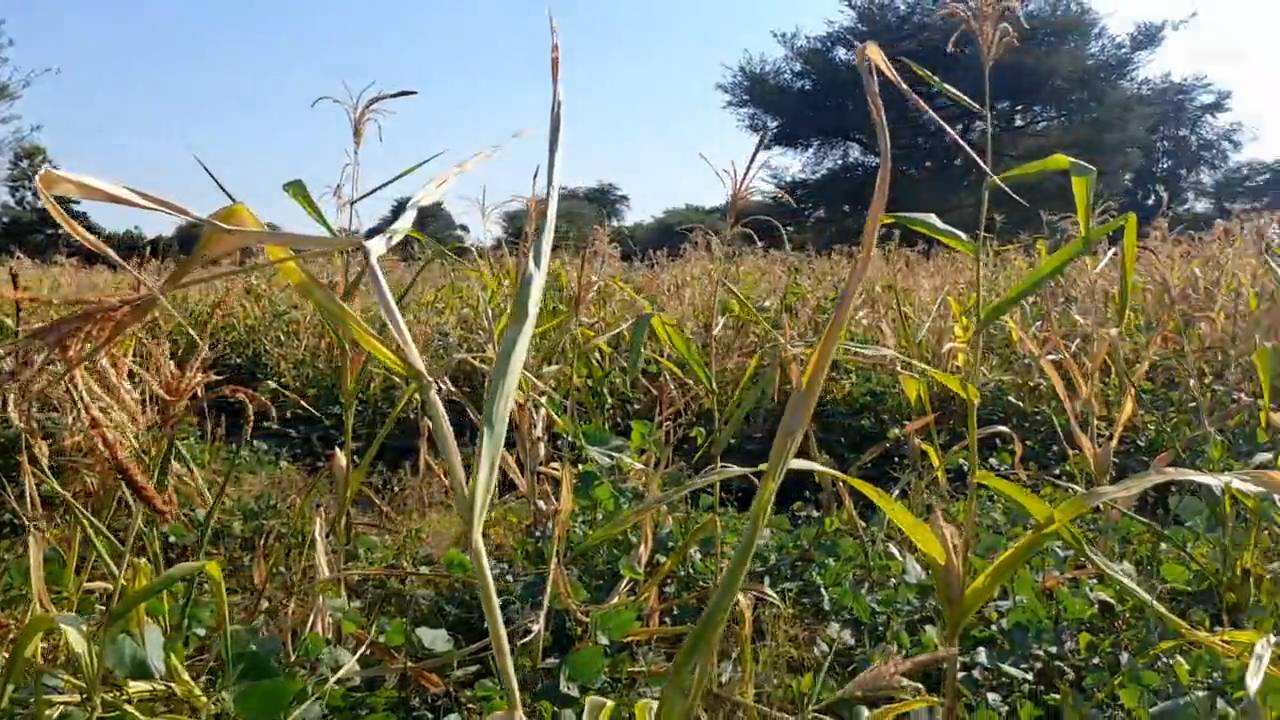 Shamba la Kilimo Ekari 1.2 Kichangani, Nduruma – Linafaa kwa Karanga, Viazi na Mihogo