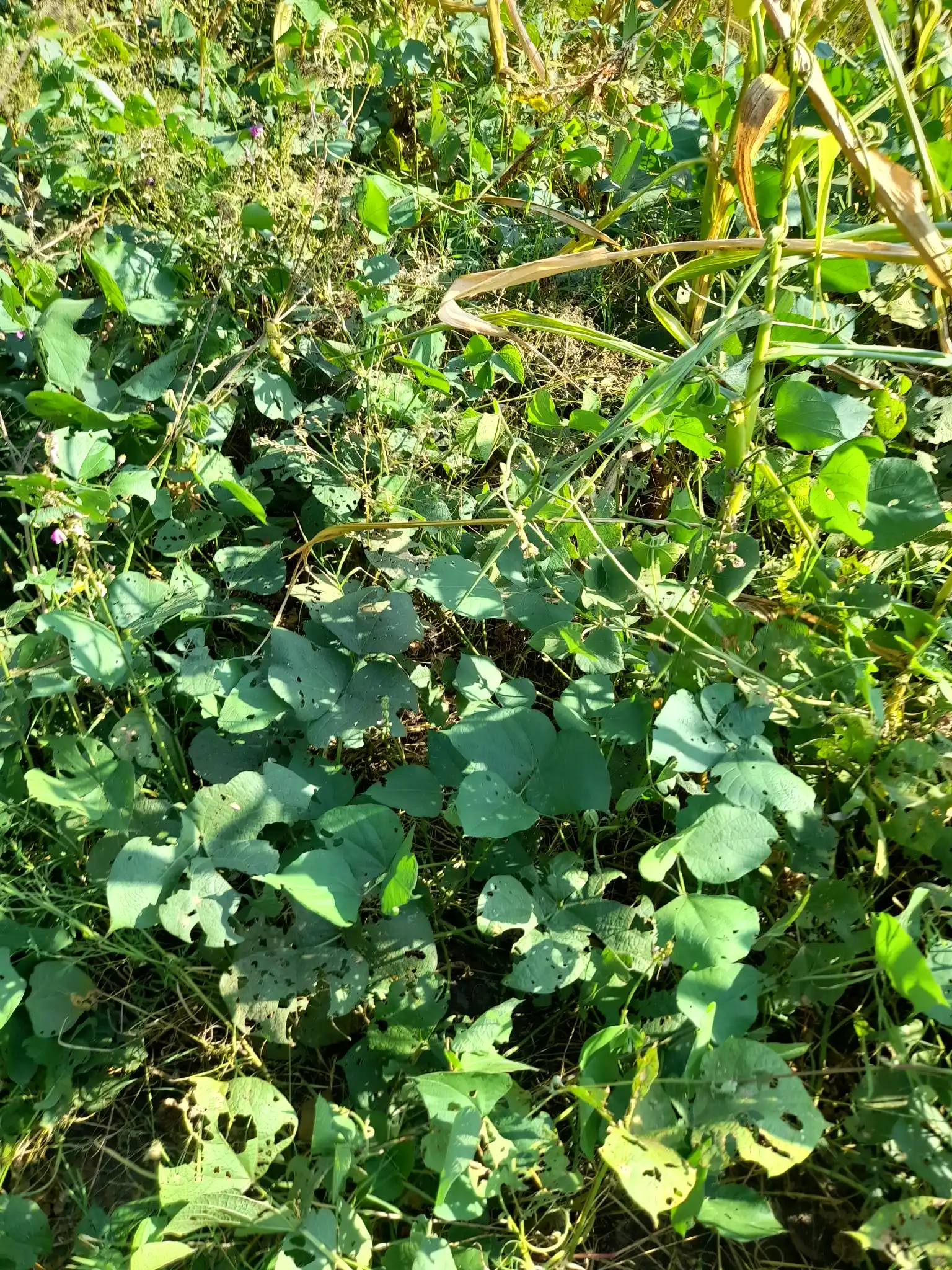 Shamba la Kilimo Ekari 1.2 Kichangani, Nduruma – Linafaa kwa Karanga, Viazi na Mihogo