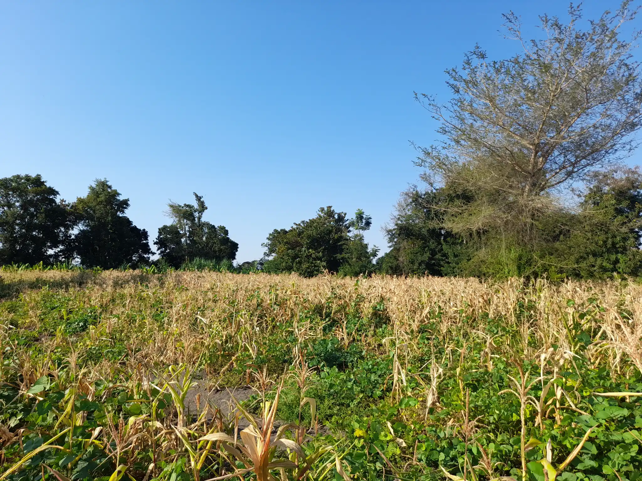 Shamba la Kilimo Ekari 1.2 Kichangani, Nduruma – Linafaa kwa Karanga, Viazi na Mihogo