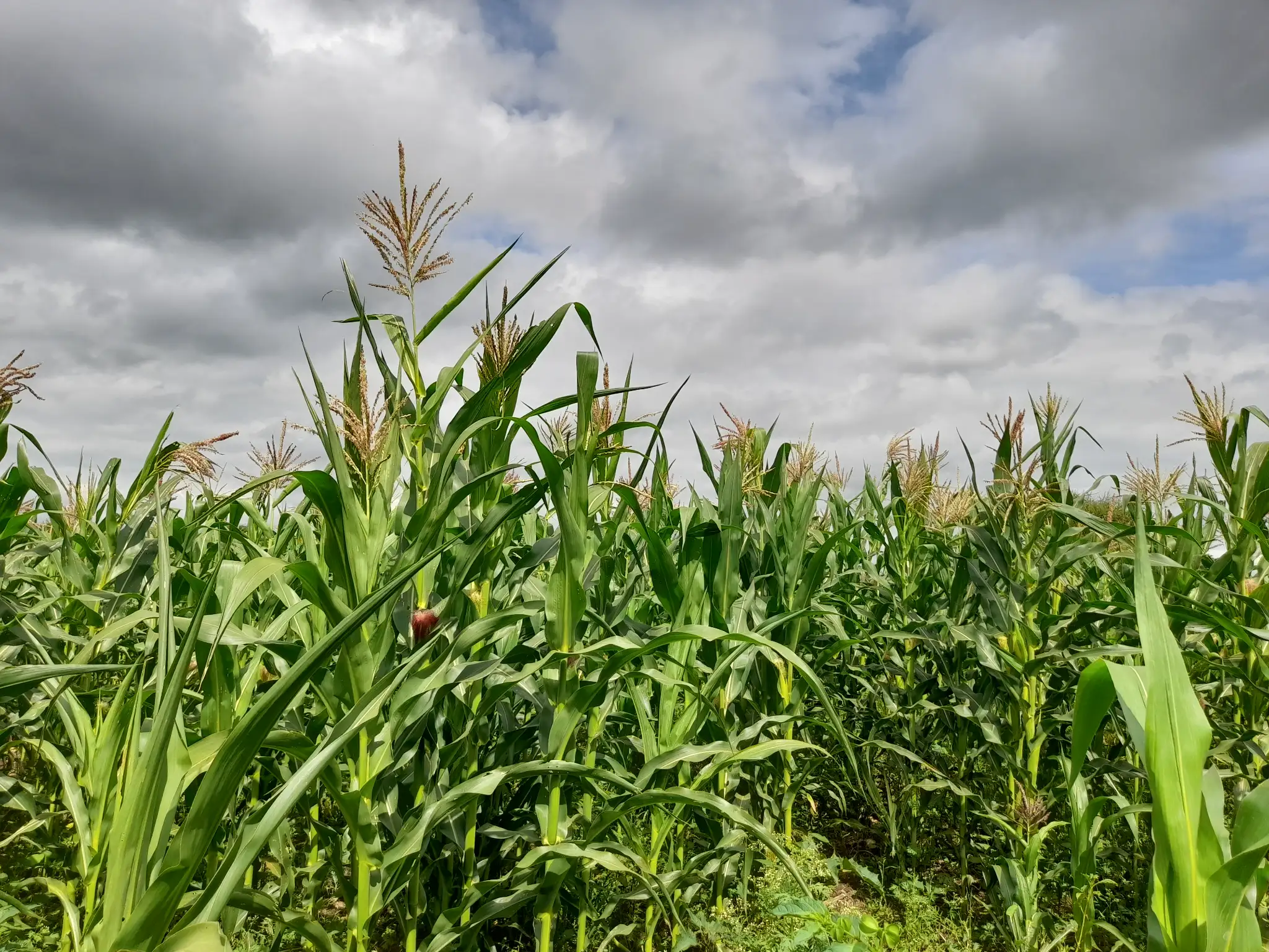 Shamba zuri la ekari 1.2 Olodenderit