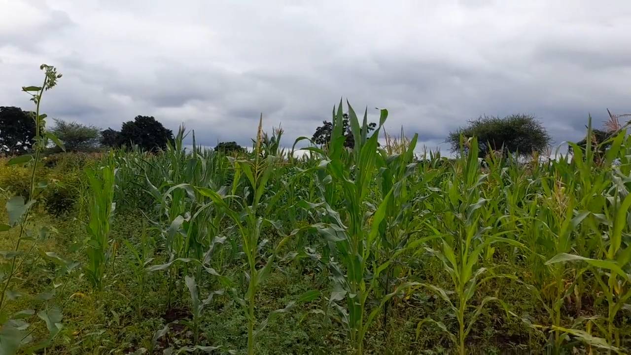 Shamba zuri la ekari 1.2 Olodenderit