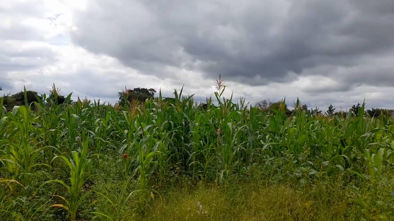 Shamba zuri la ekari 1.2 Olodenderit