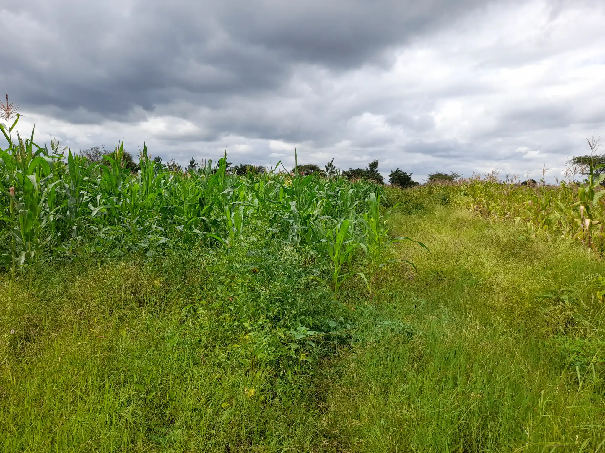 Shamba zuri la ekari 1.2 Olodenderit