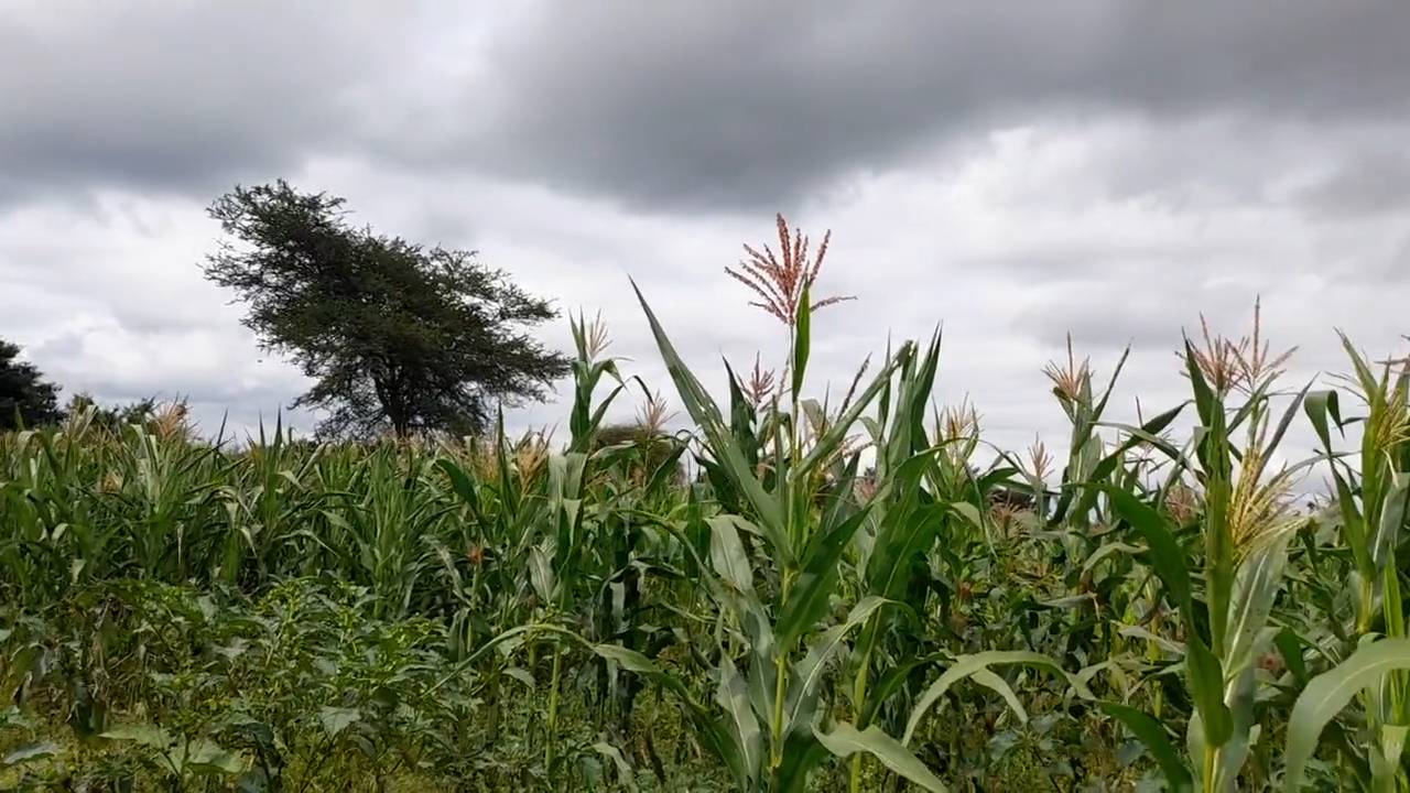 Shamba zuri la ekari 1.2 Olodenderit